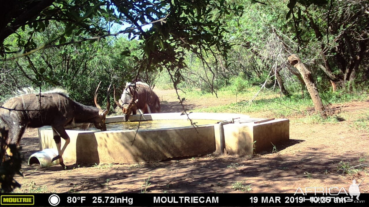 Trail Cam Pictures of Nyala in South Africa