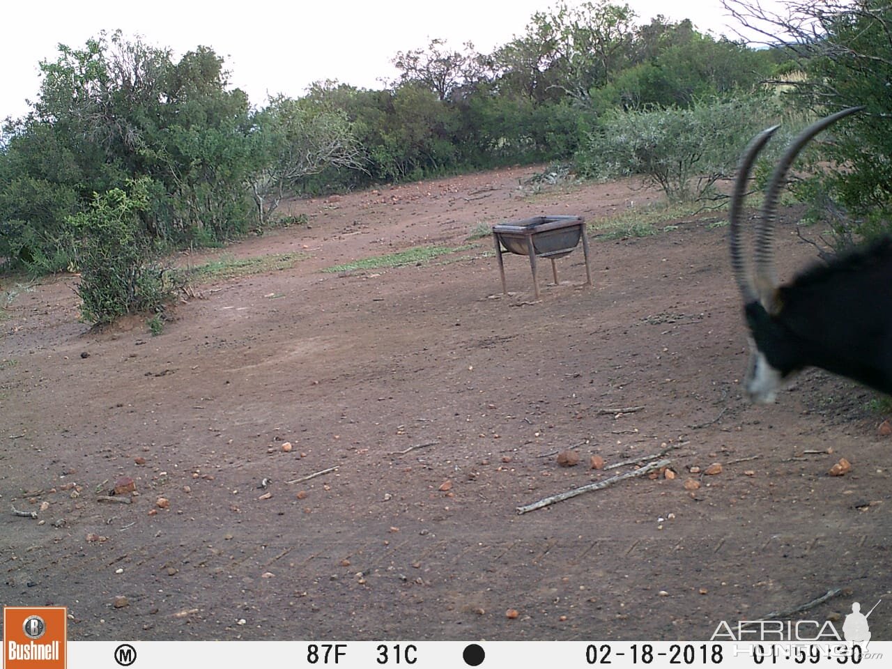 Trail Cam Pictures of Sable Antelope in South Africa