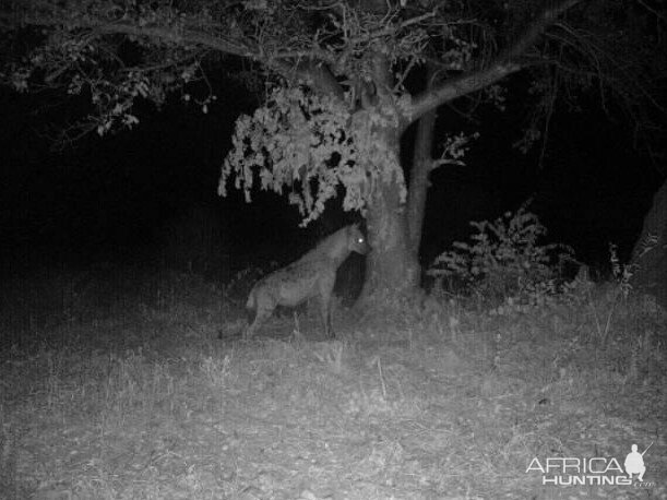 Trail Cam Pictures of Spotted Hyana in South Africa