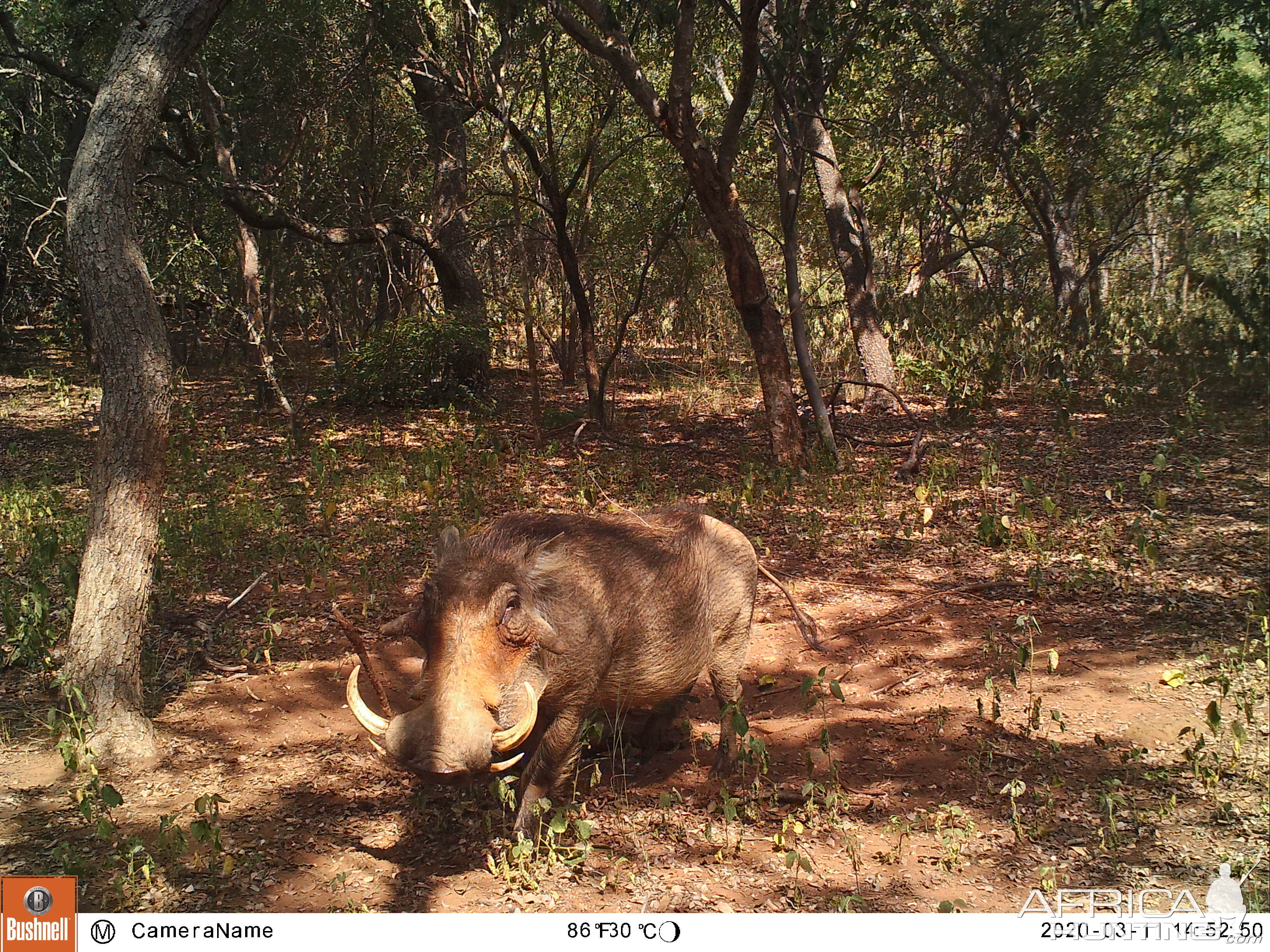 Trail Cam Pictures of Warthog in South Africa