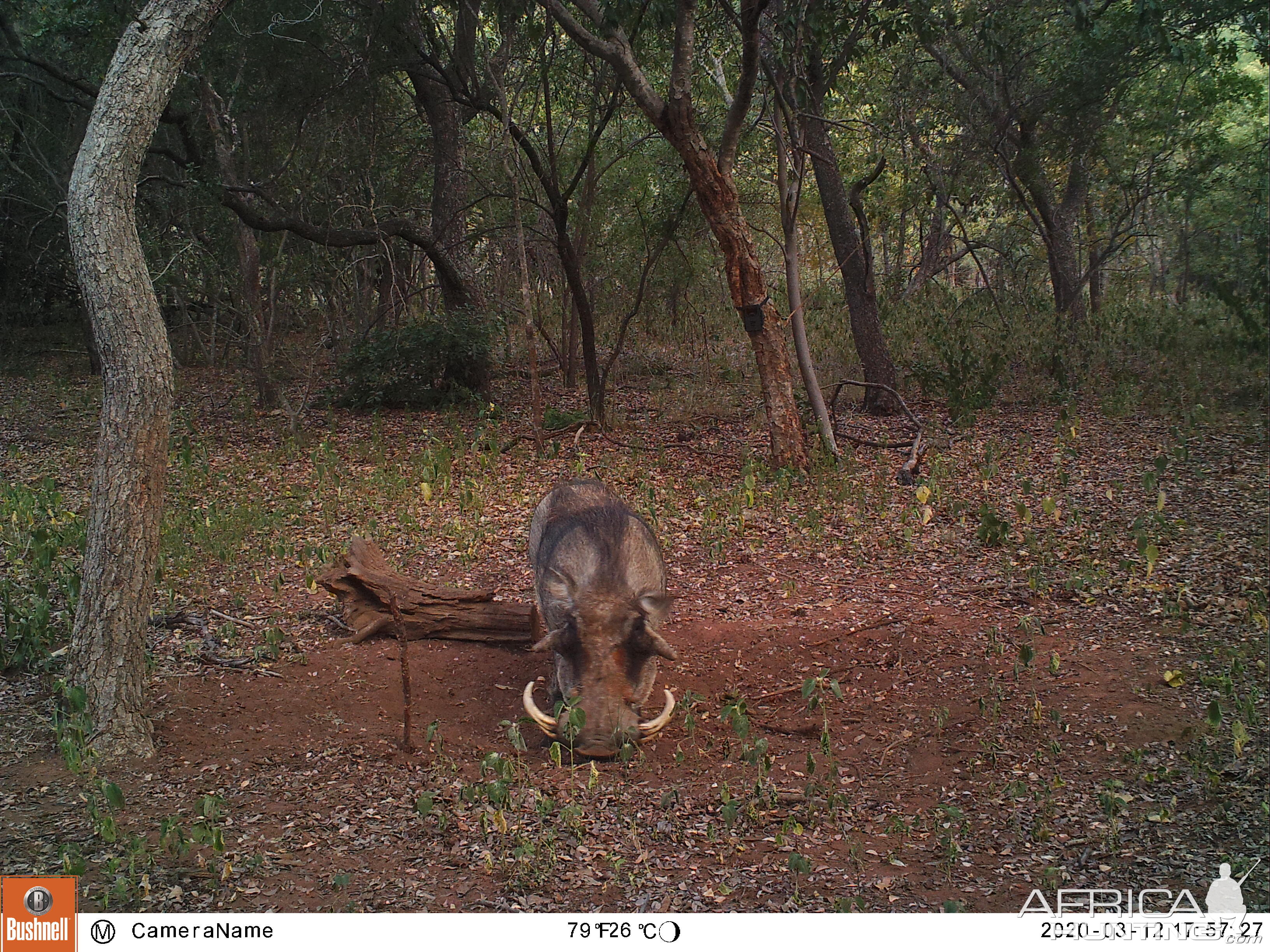 Trail Cam Pictures of Warthog in South Africa