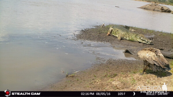 Trail Cam Tanzania Crocodile