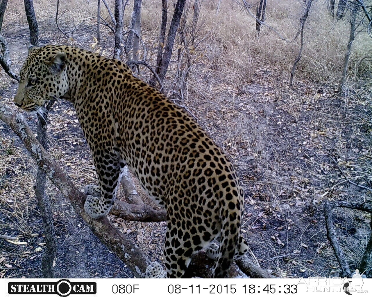 Trail Cam Tanzania Leopard