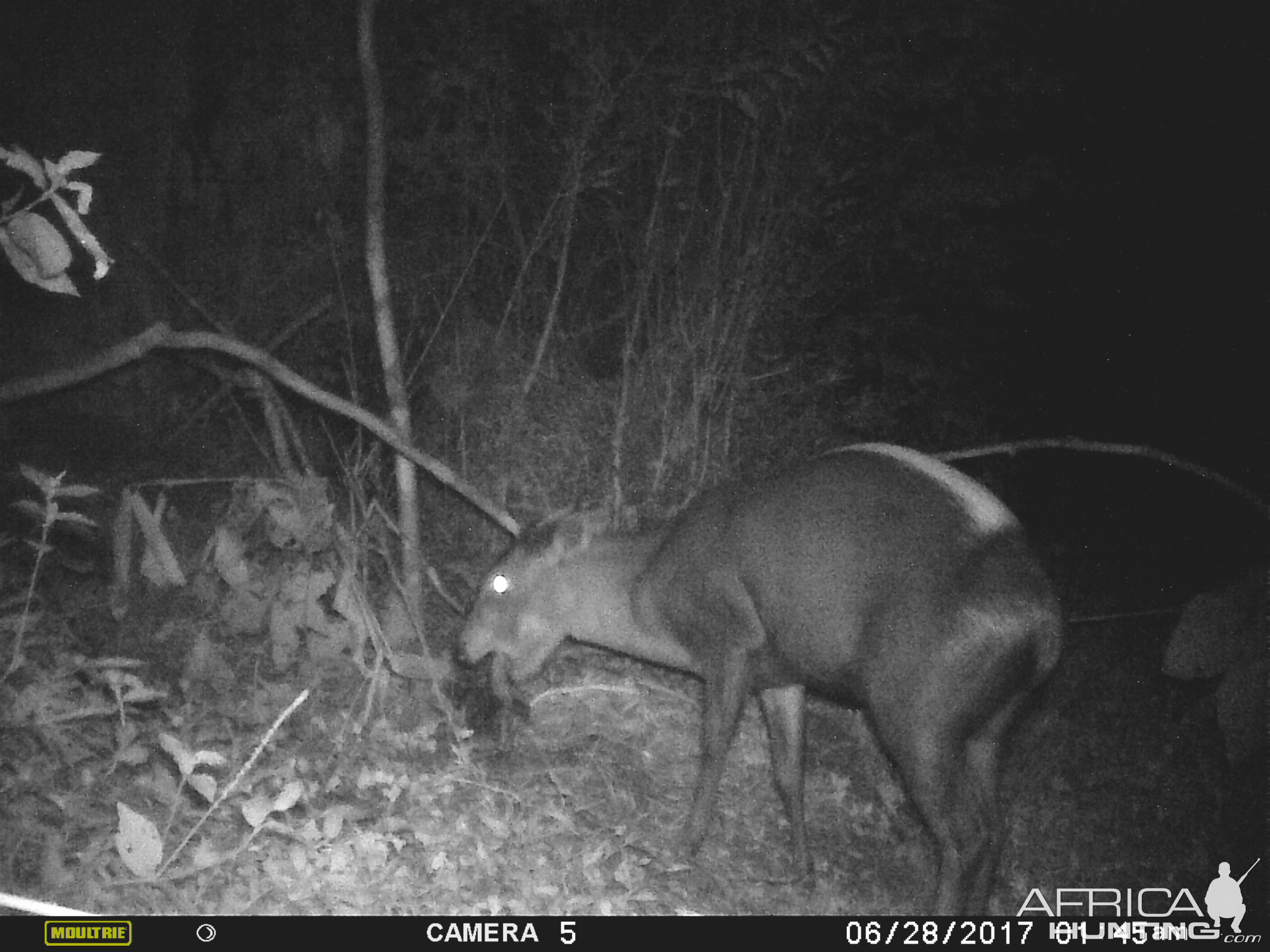 Trail Cam Yellow Backed Duiker Congo