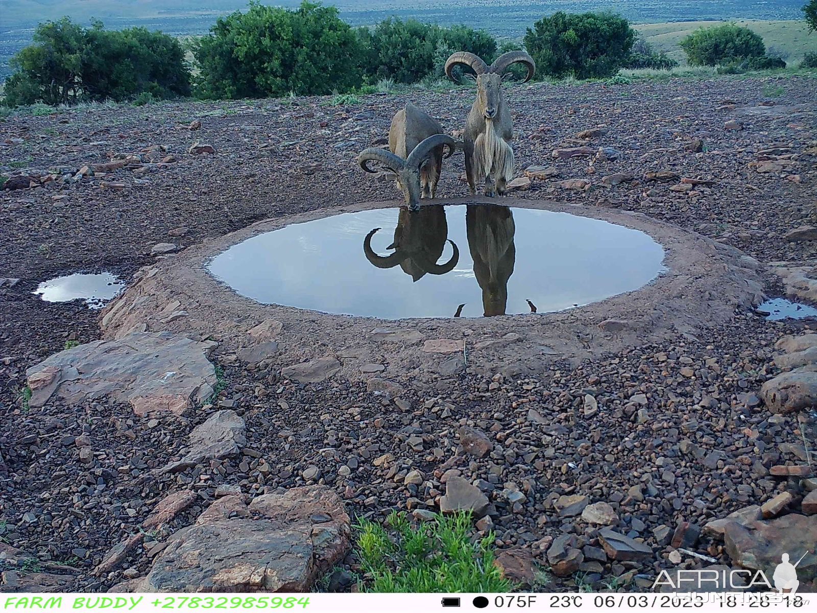 Trail Camera Barbary Sheep