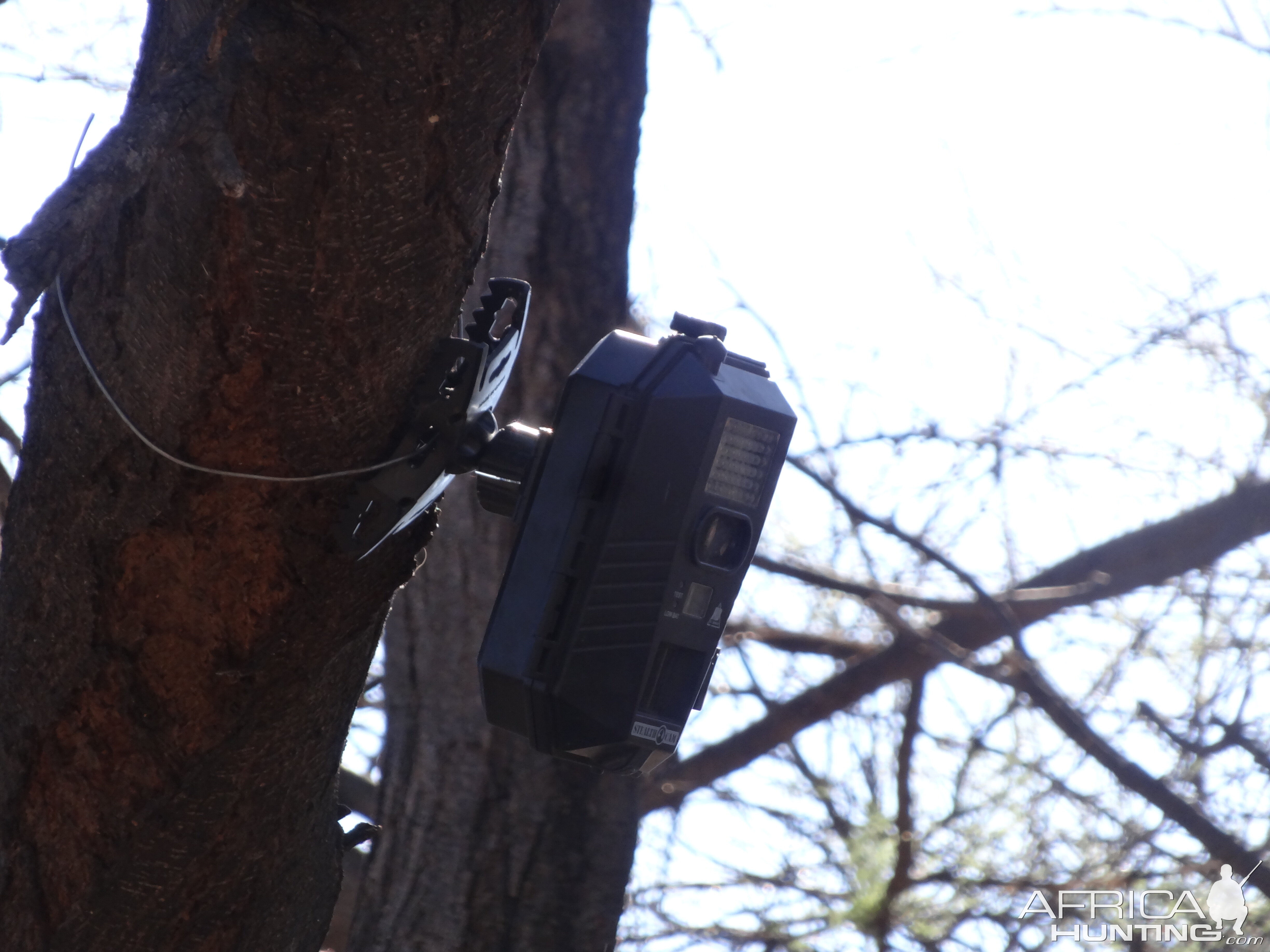 Trail camera in tree Namibia