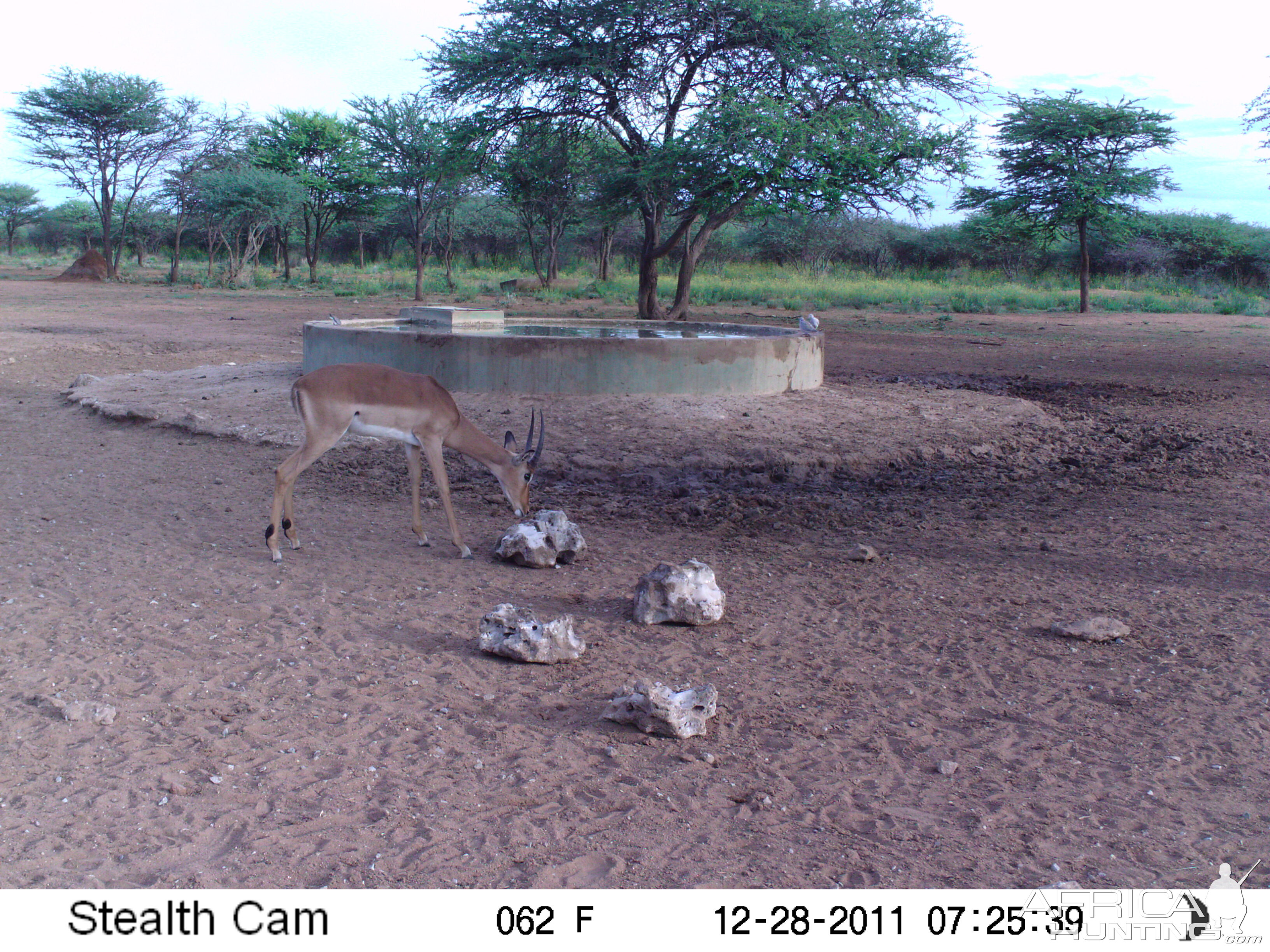 Trail Camera Namibia