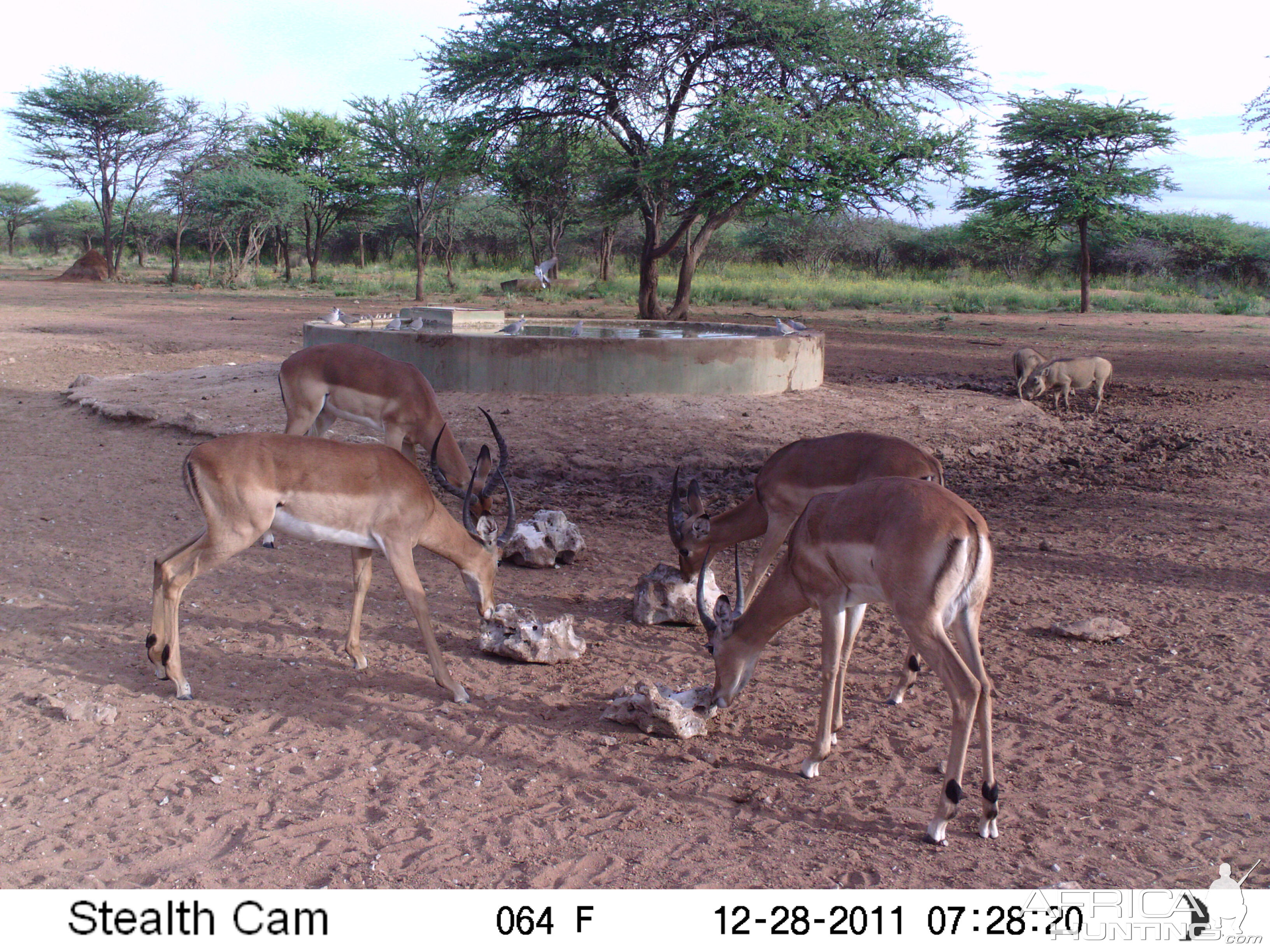 Trail Camera Namibia