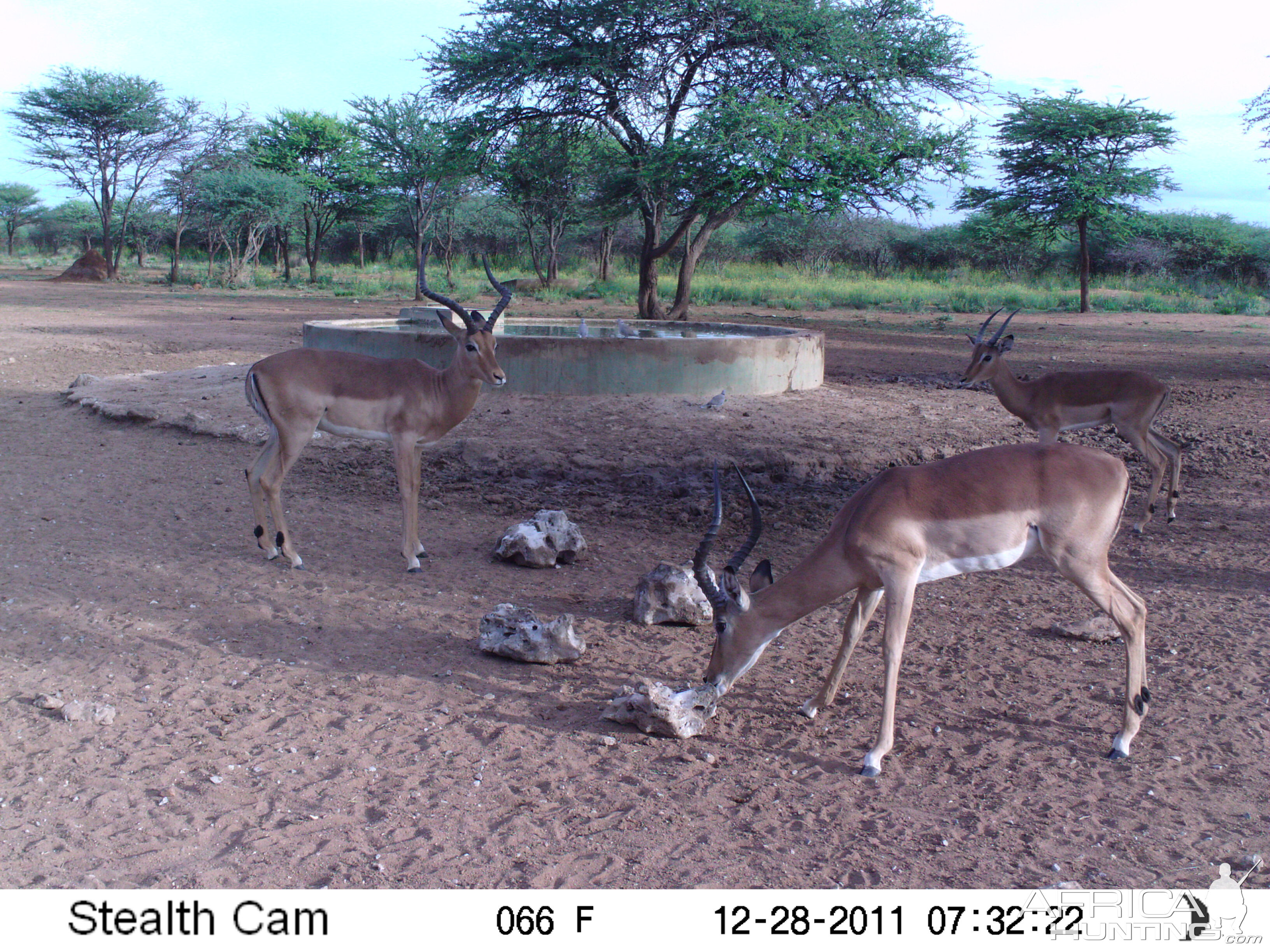 Trail Camera Namibia