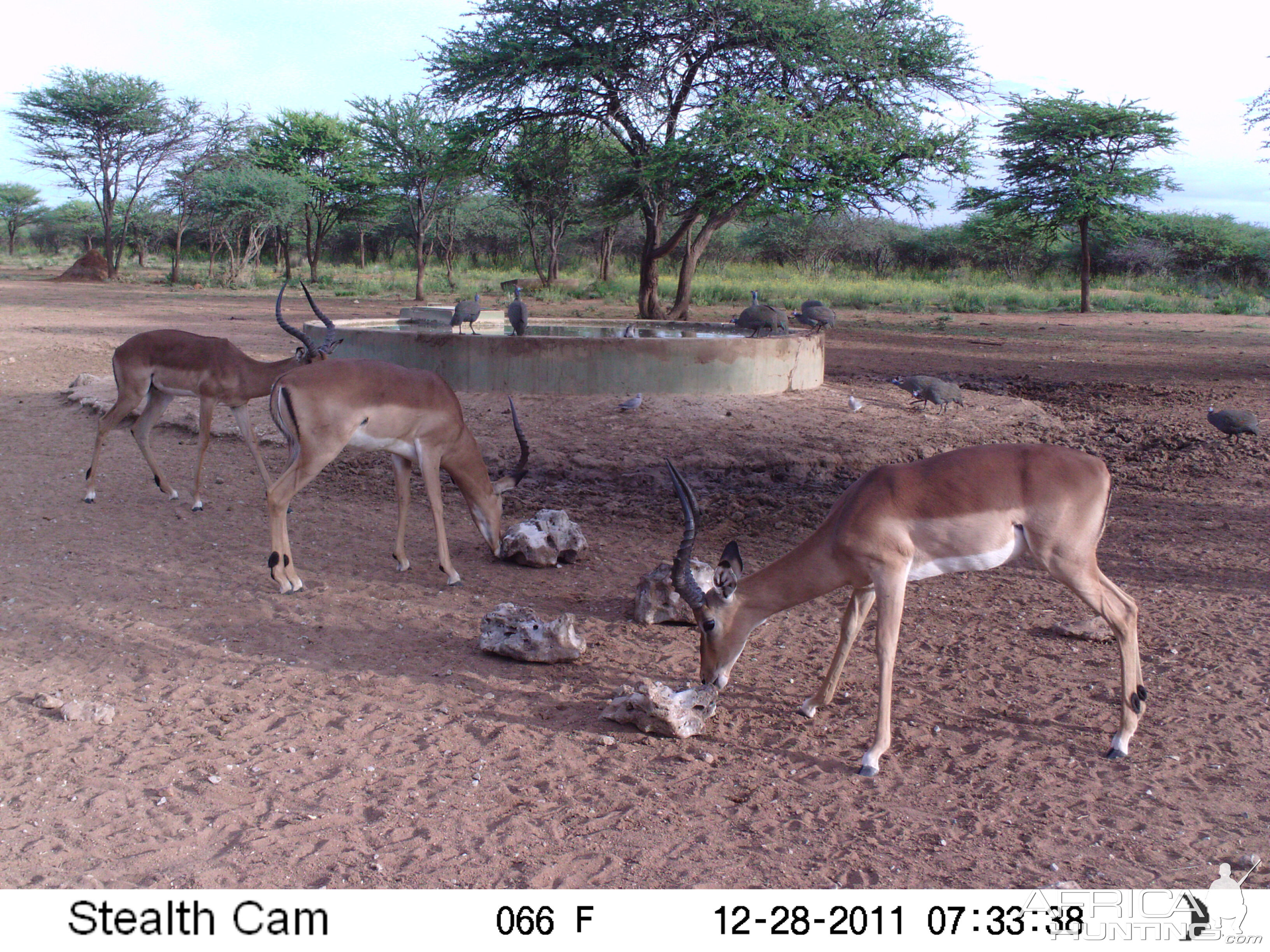 Trail Camera Namibia