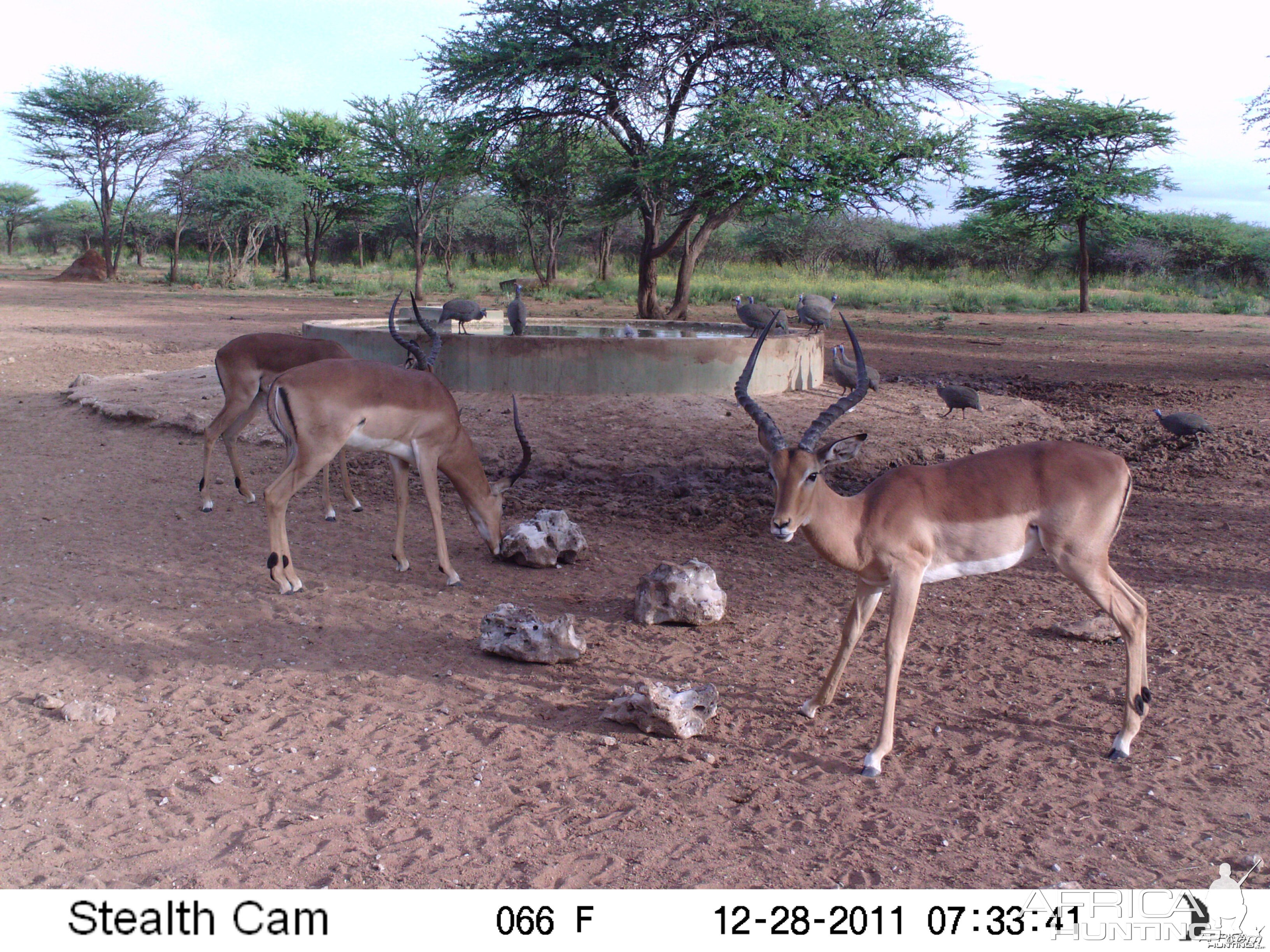 Trail Camera Namibia