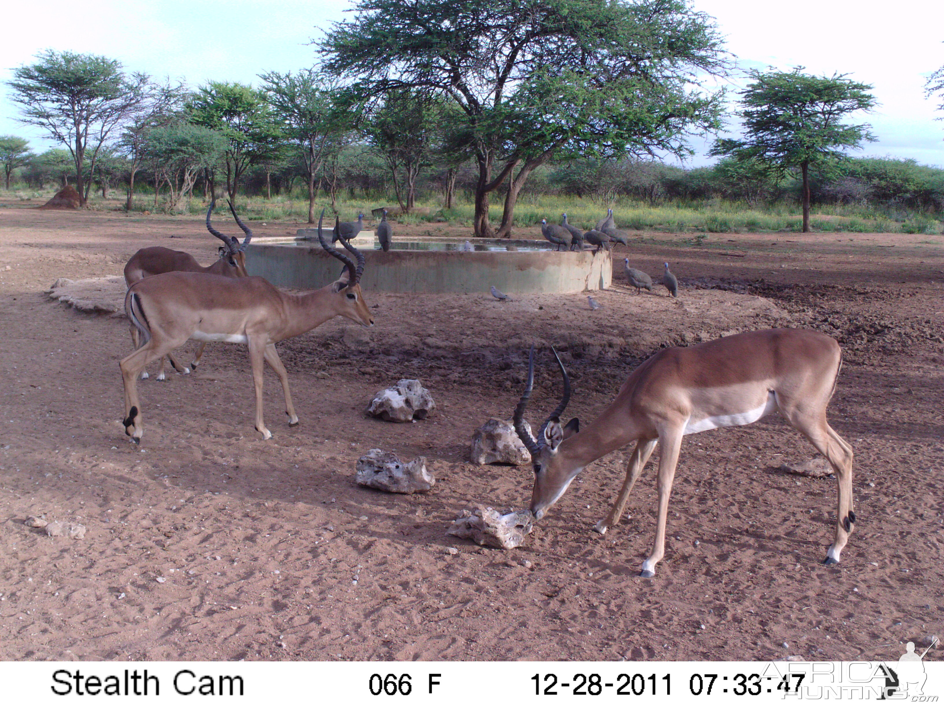 Trail Camera Namibia