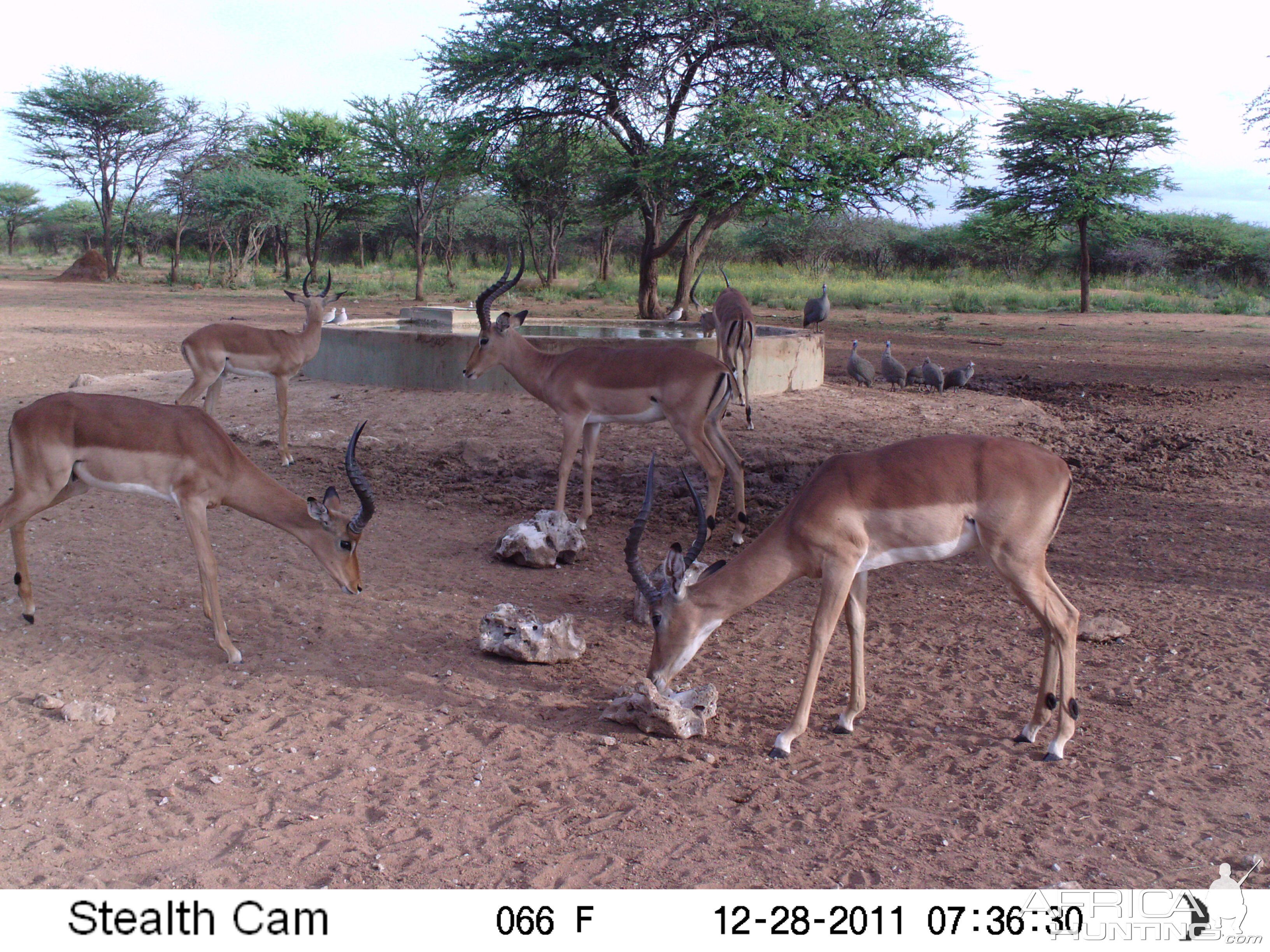 Trail Camera Namibia