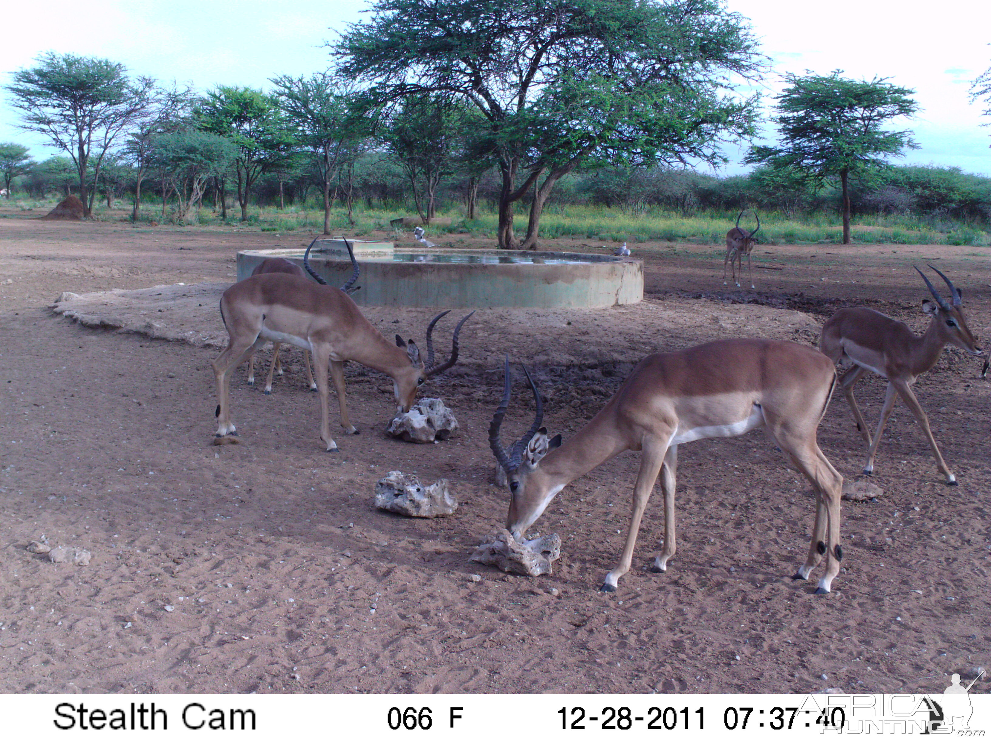 Trail Camera Namibia