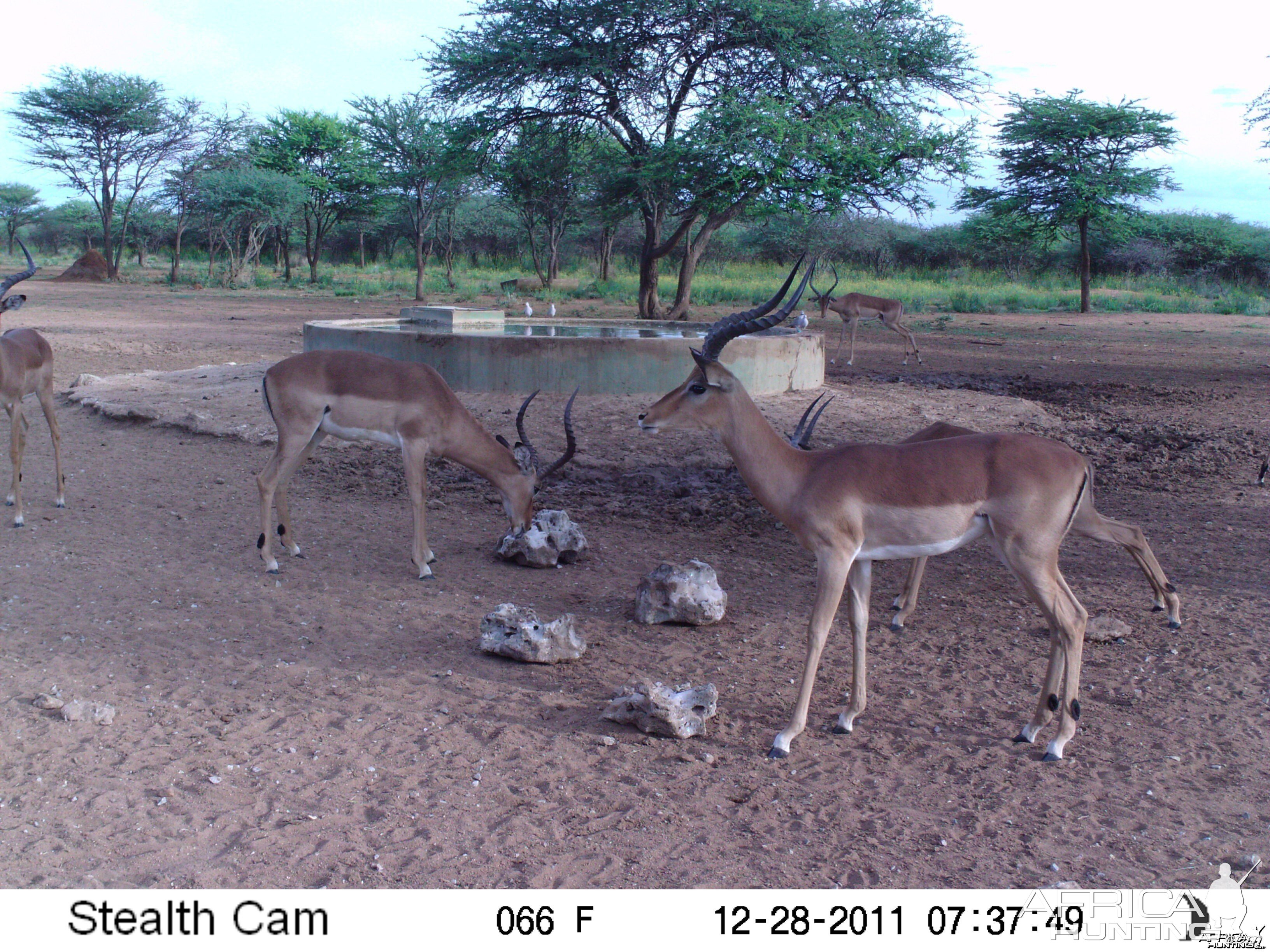 Trail Camera Namibia