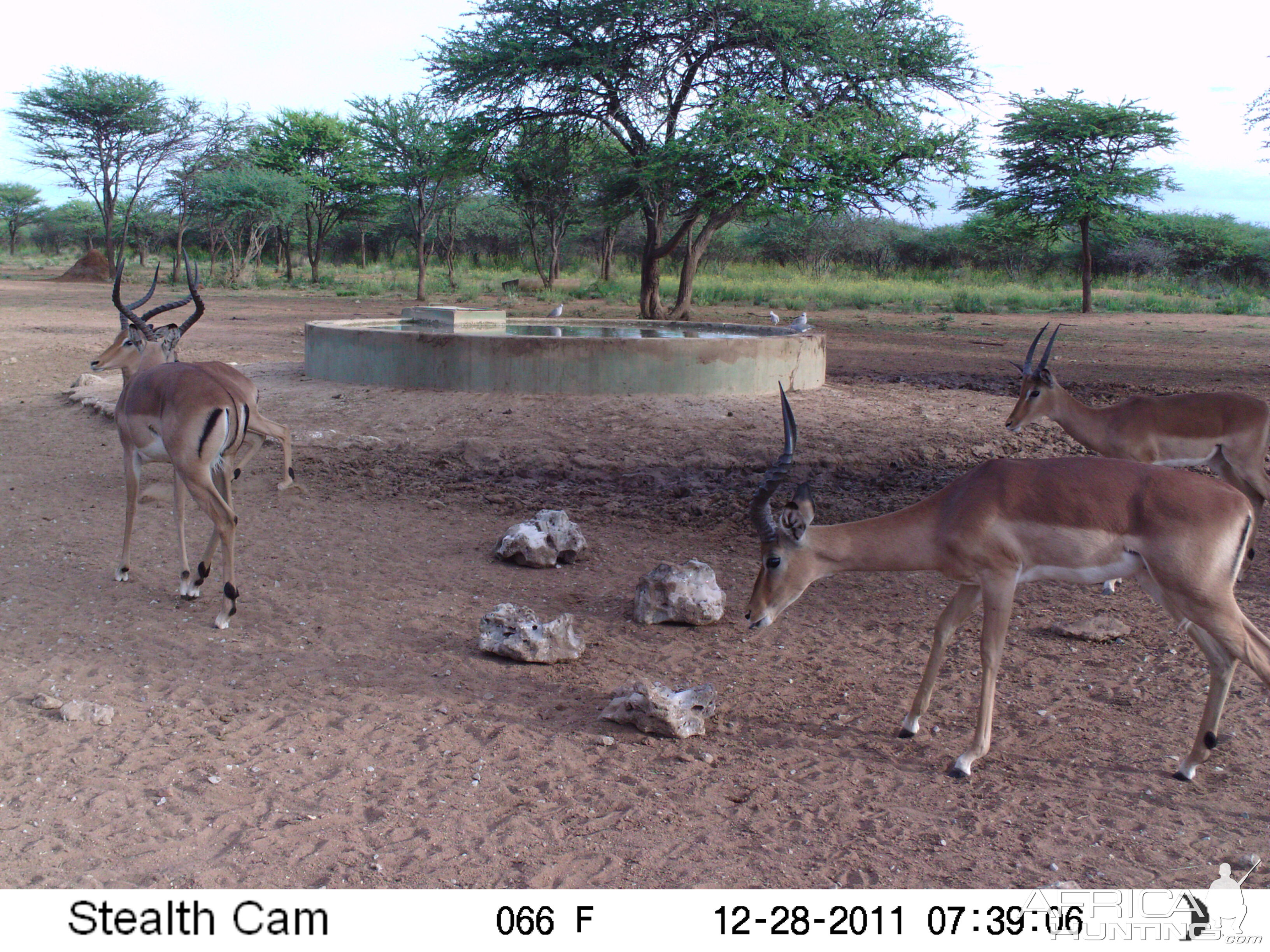 Trail Camera Namibia