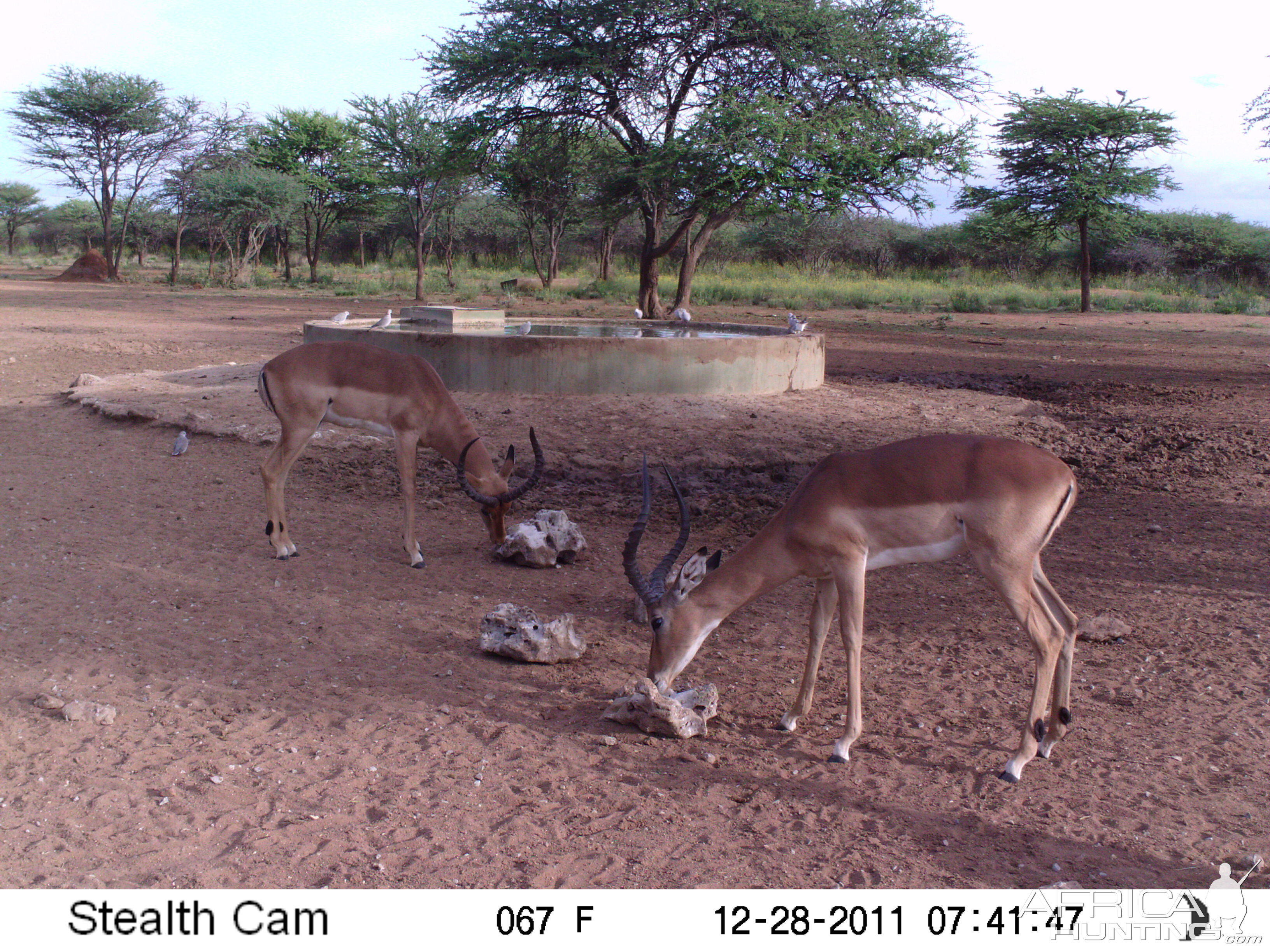 Trail Camera Namibia