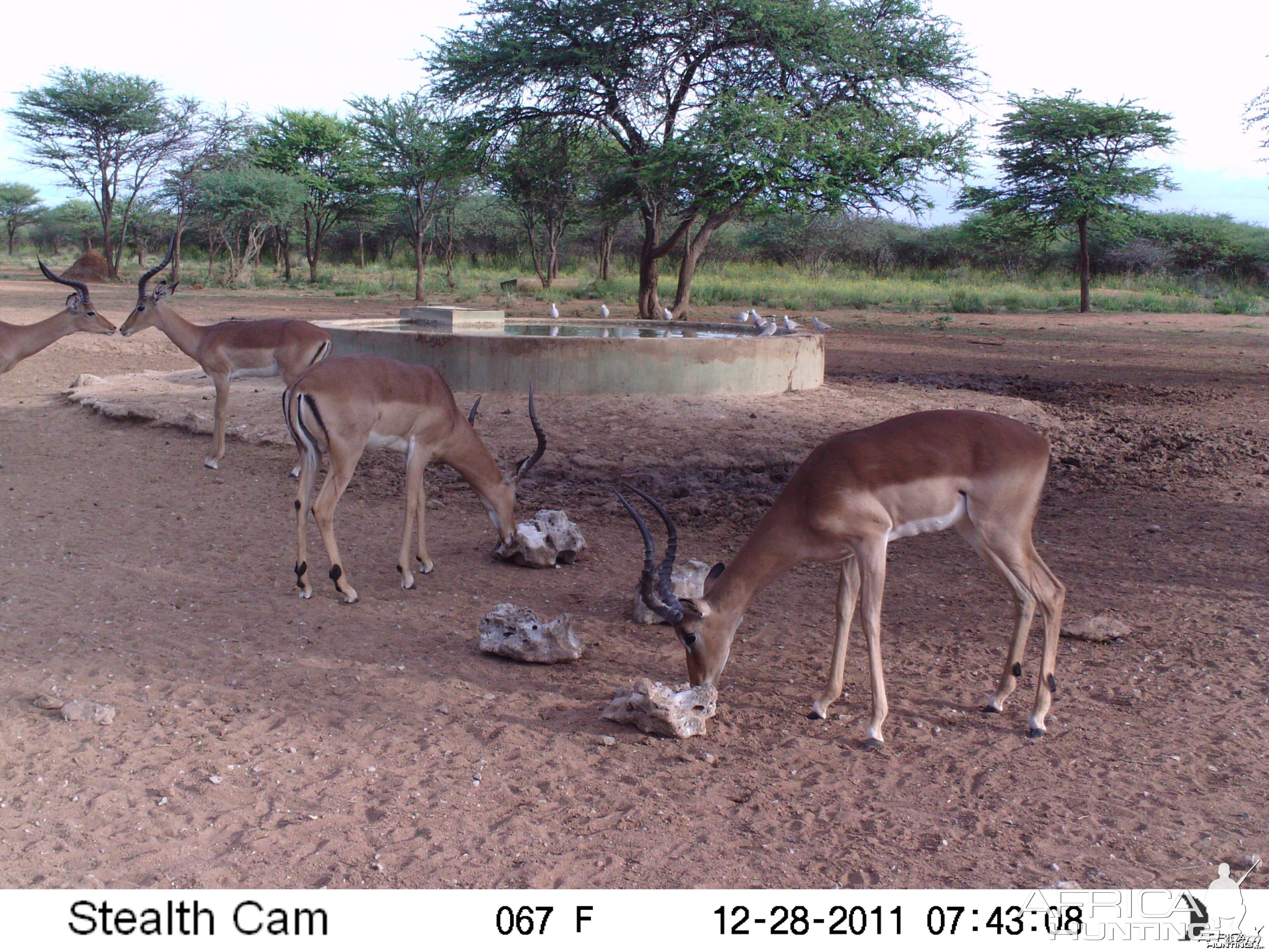 Trail Camera Namibia