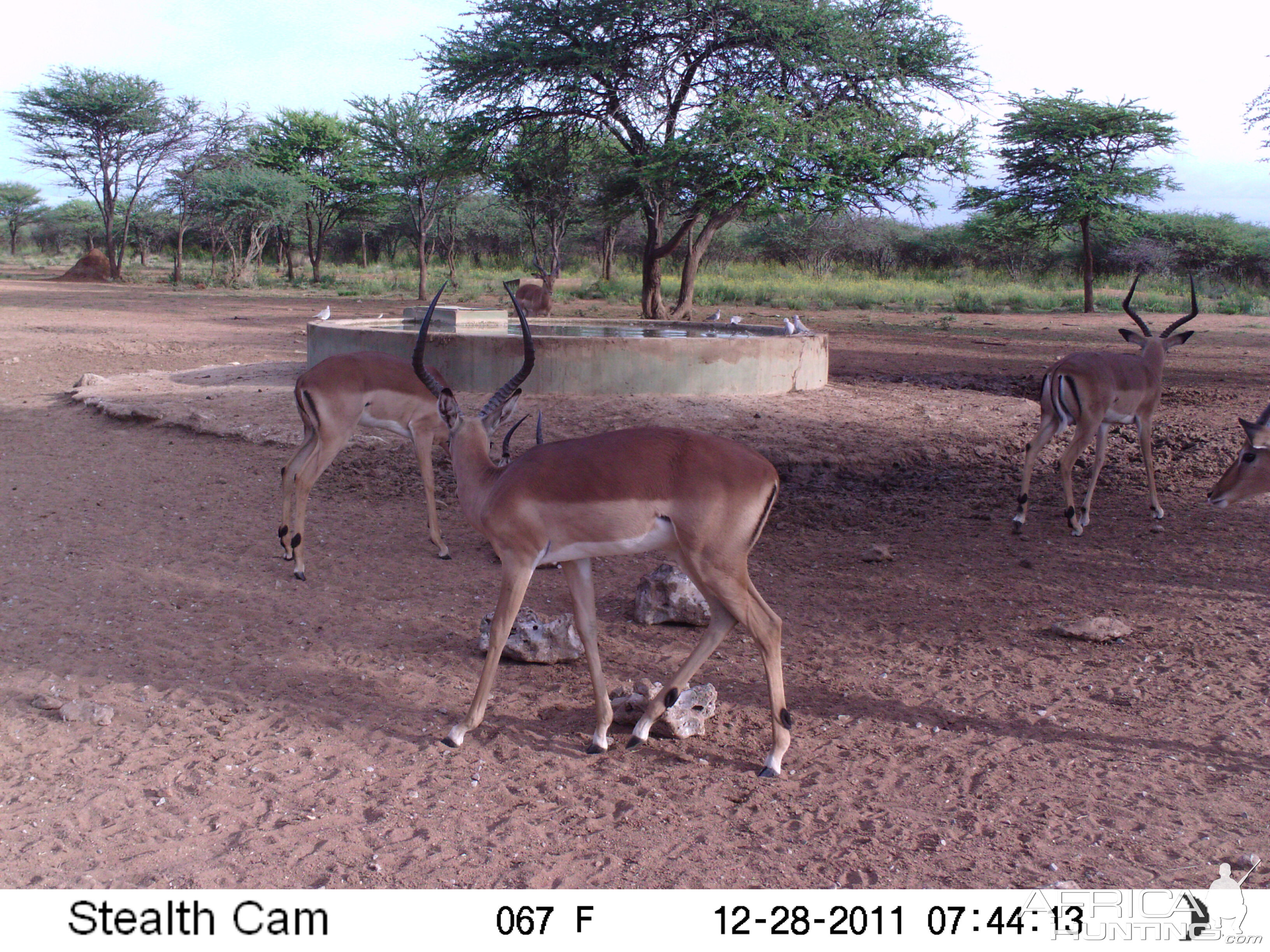 Trail Camera Namibia