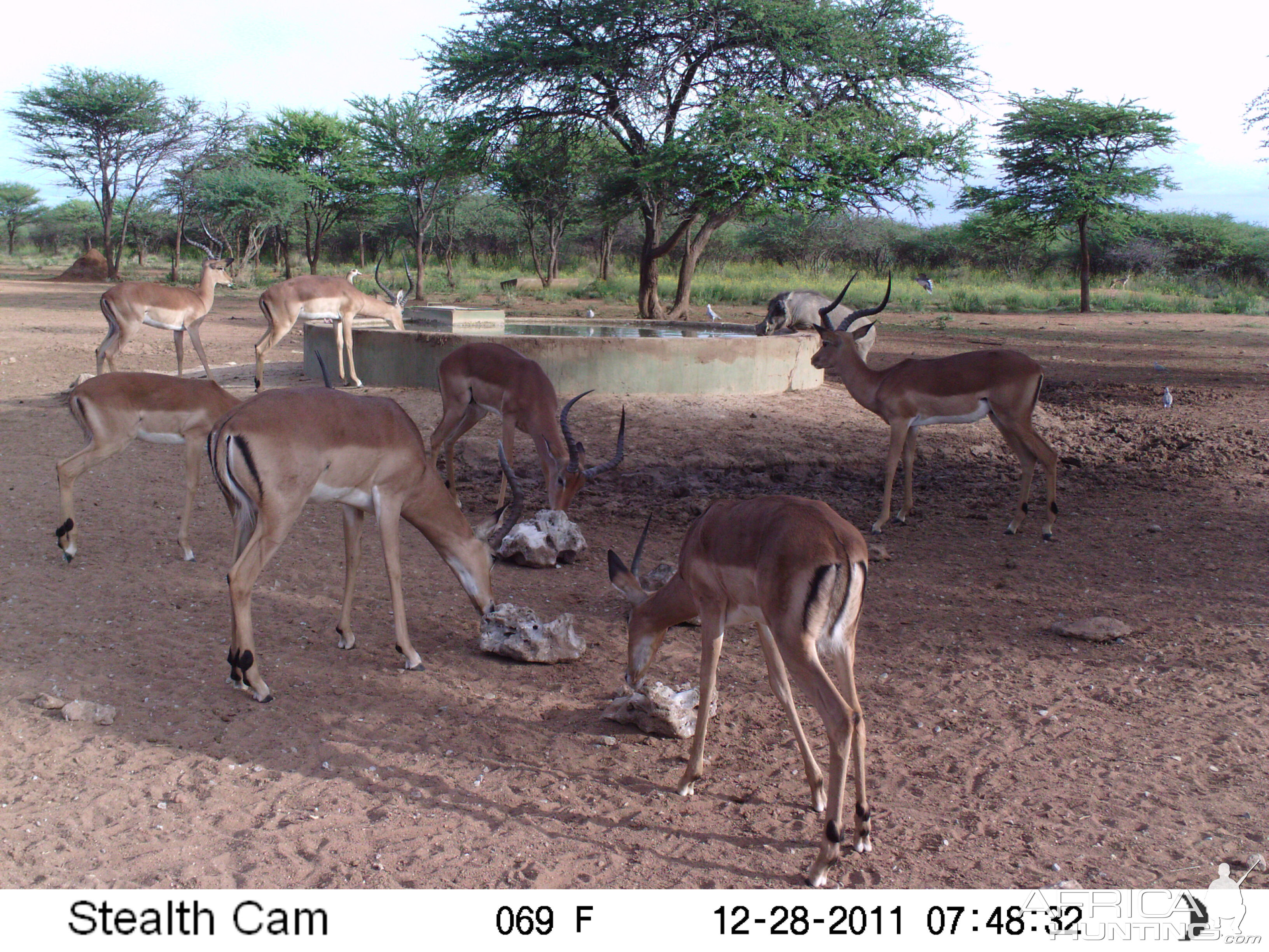 Trail Camera Namibia