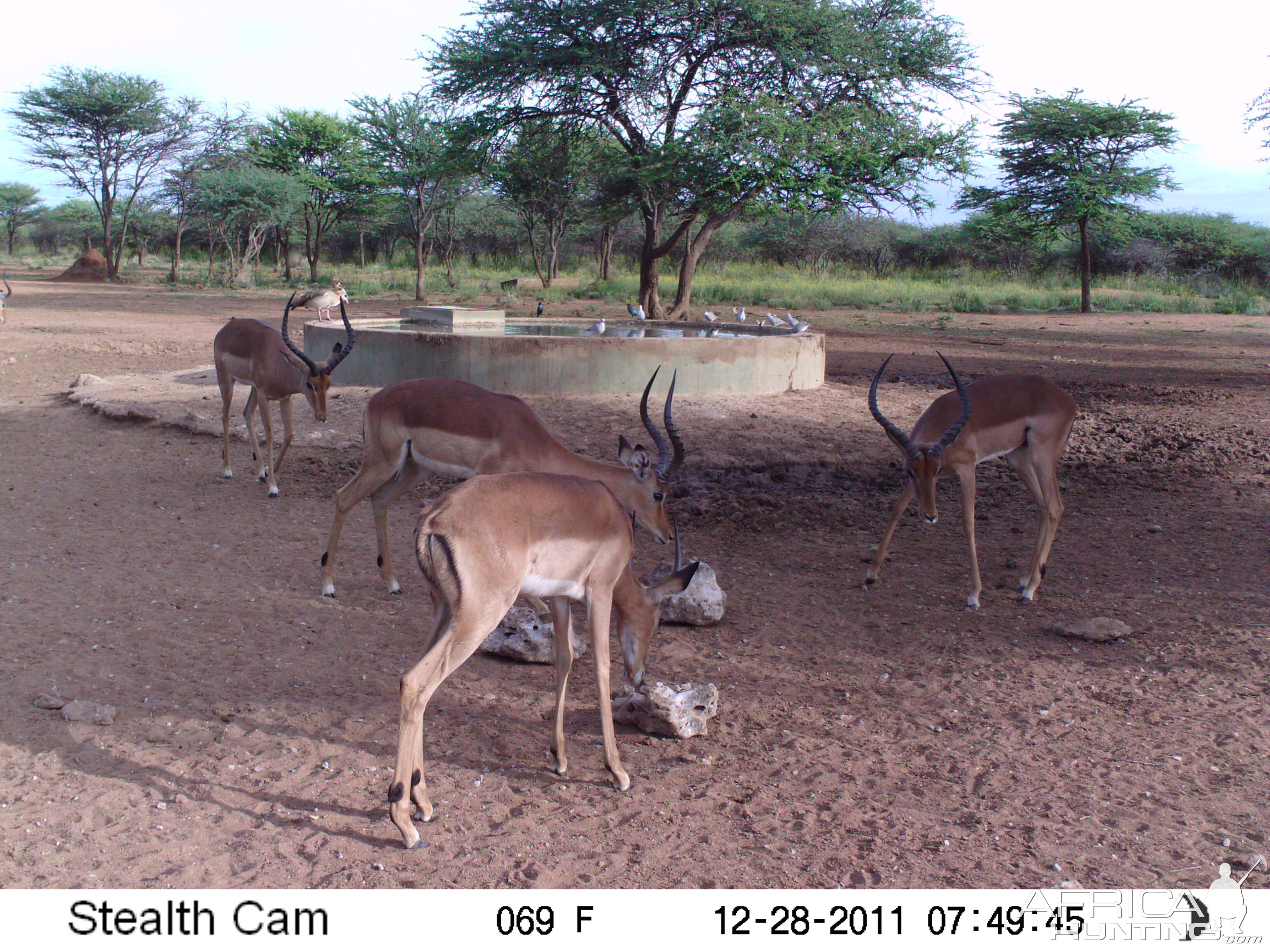 Trail Camera Namibia