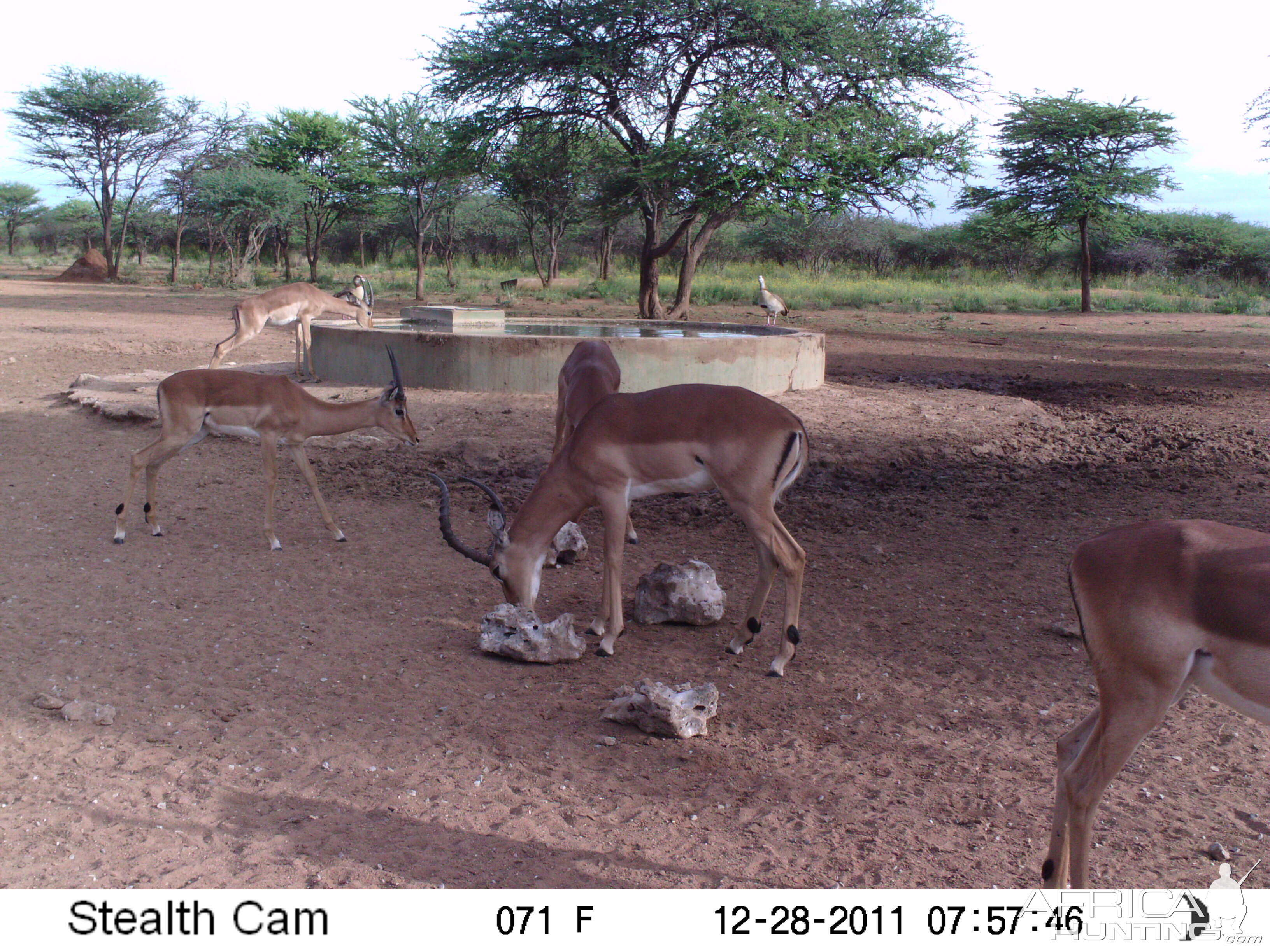 Trail Camera Namibia