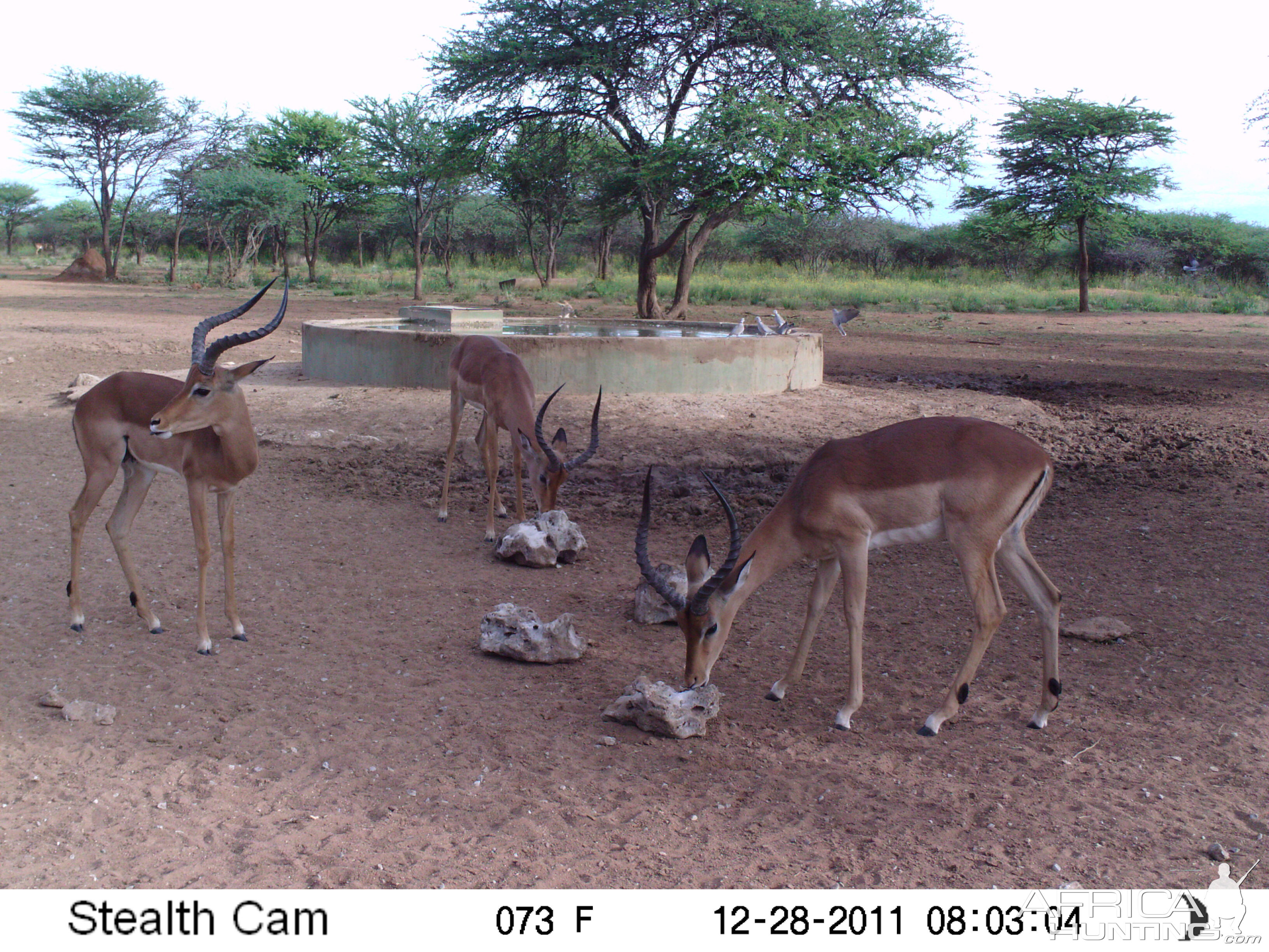 Trail Camera Namibia