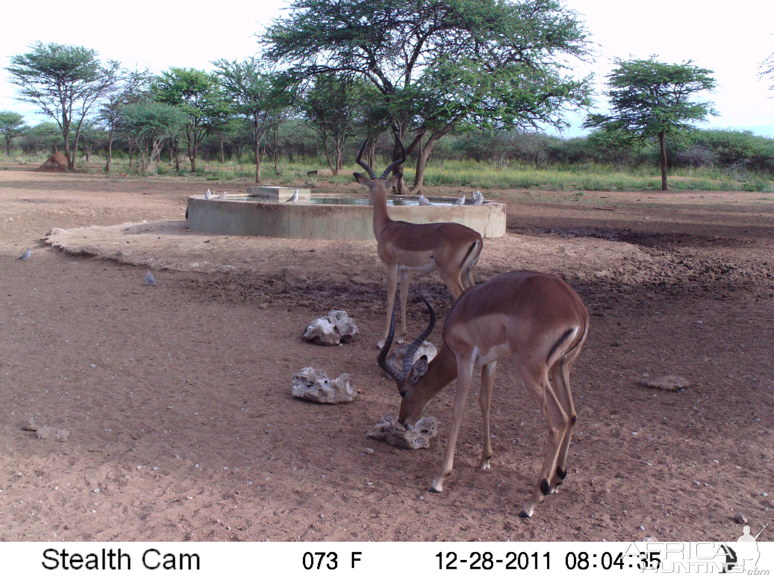 Trail Camera Namibia