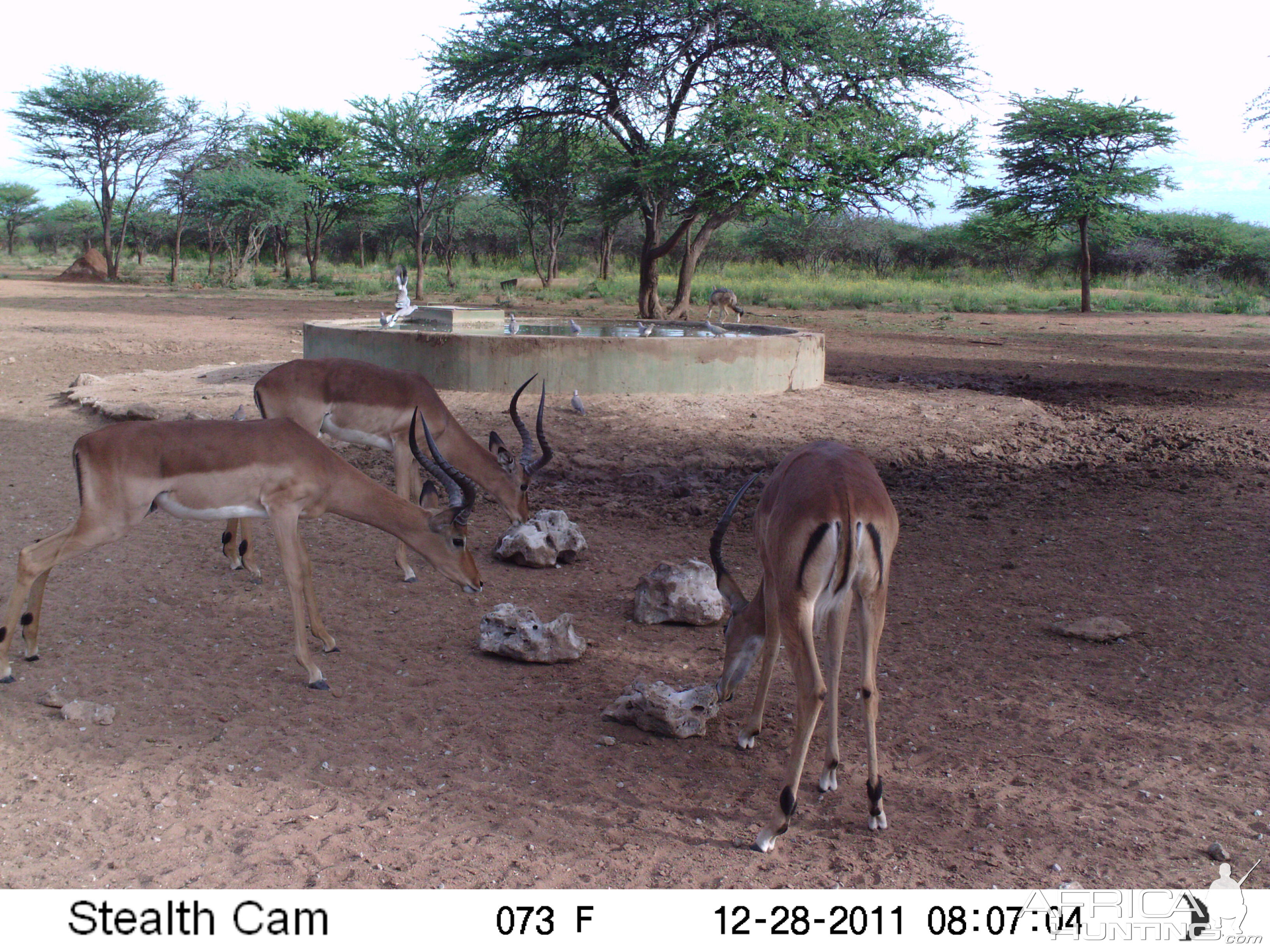 Trail Camera Namibia