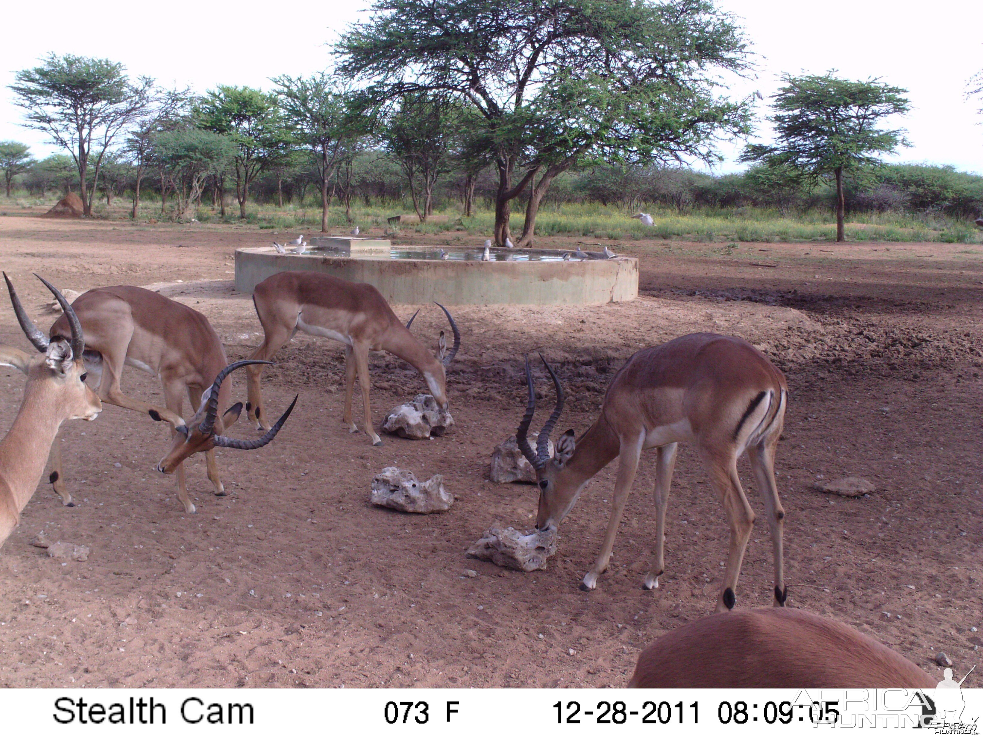 Trail Camera Namibia