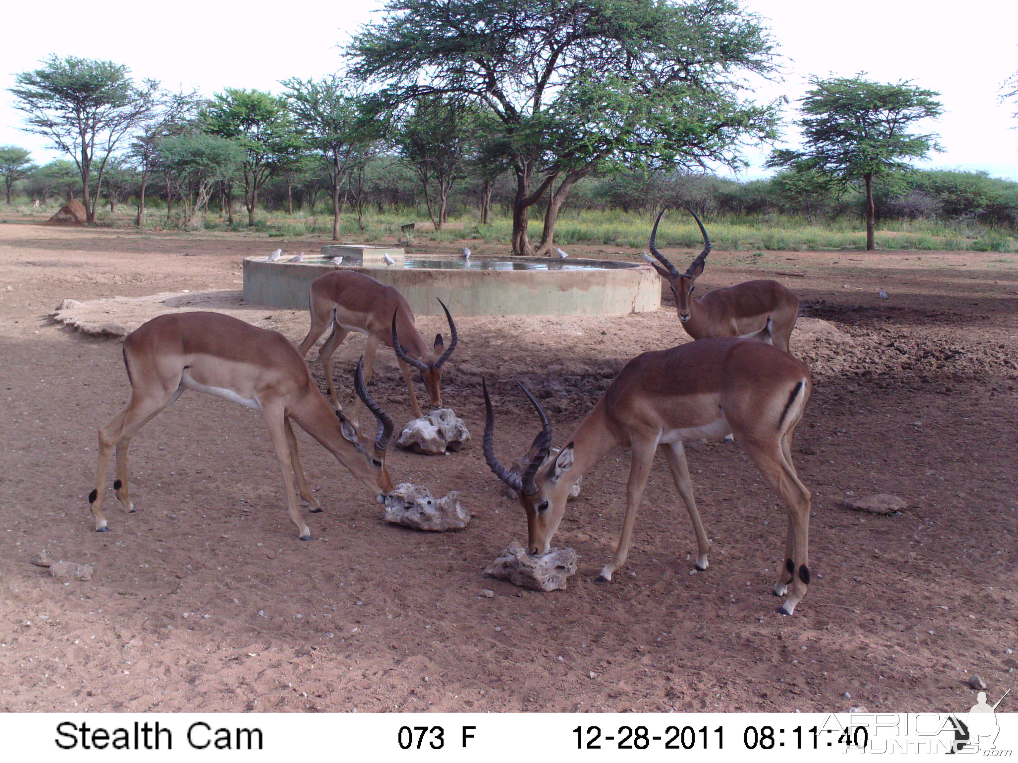 Trail Camera Namibia