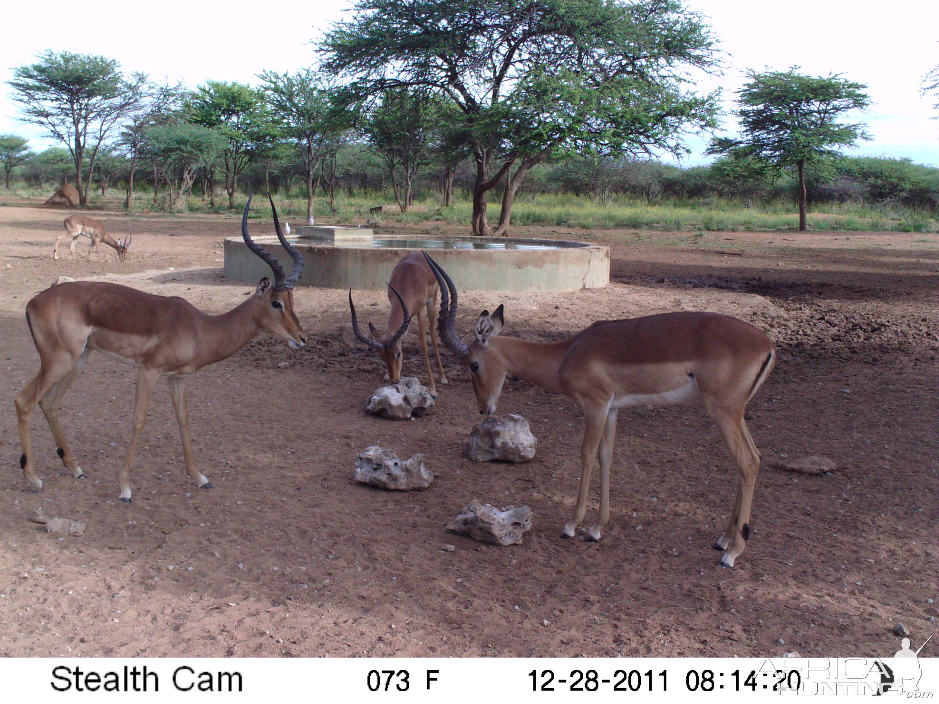 Trail Camera Namibia