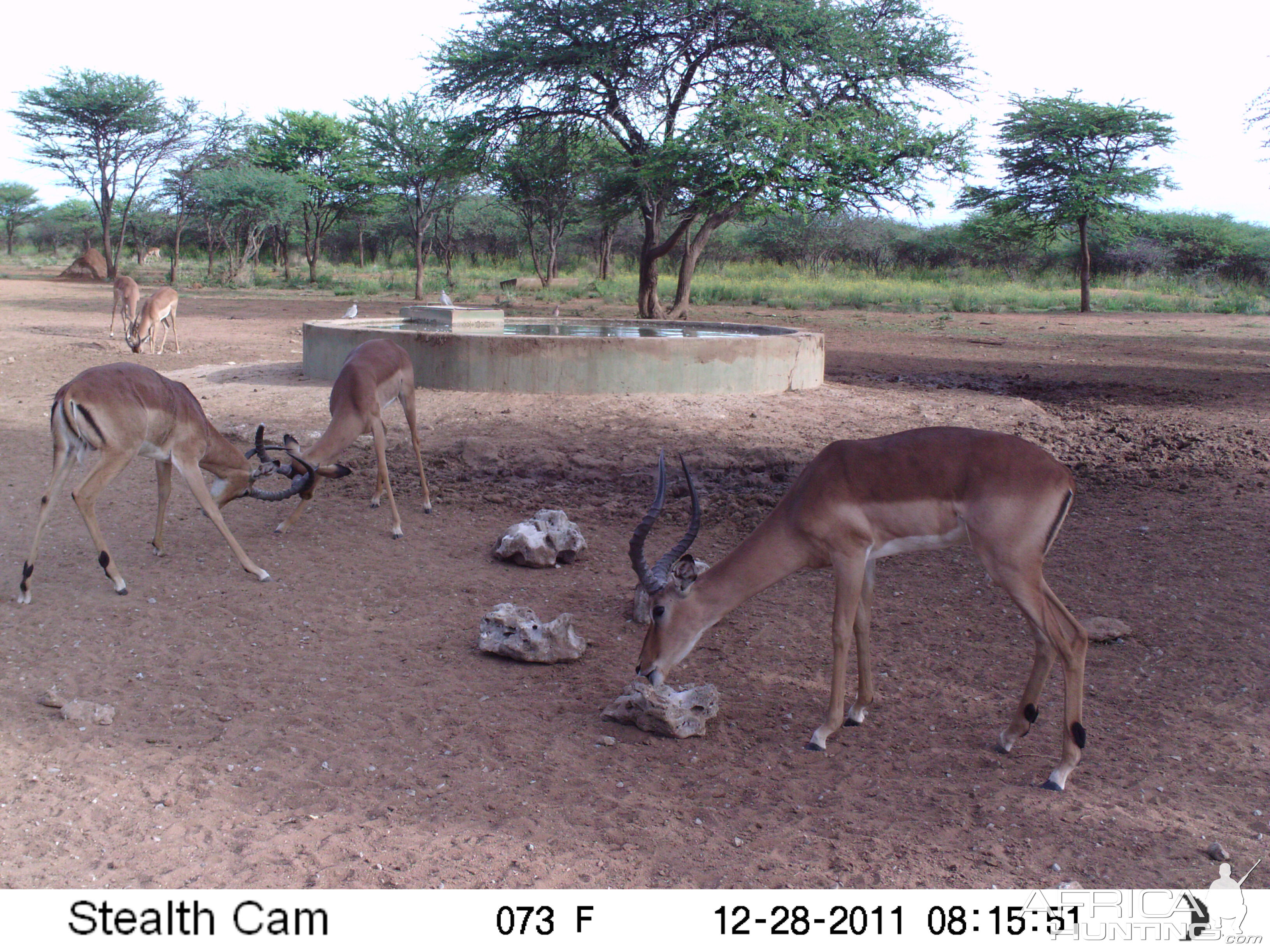 Trail Camera Namibia