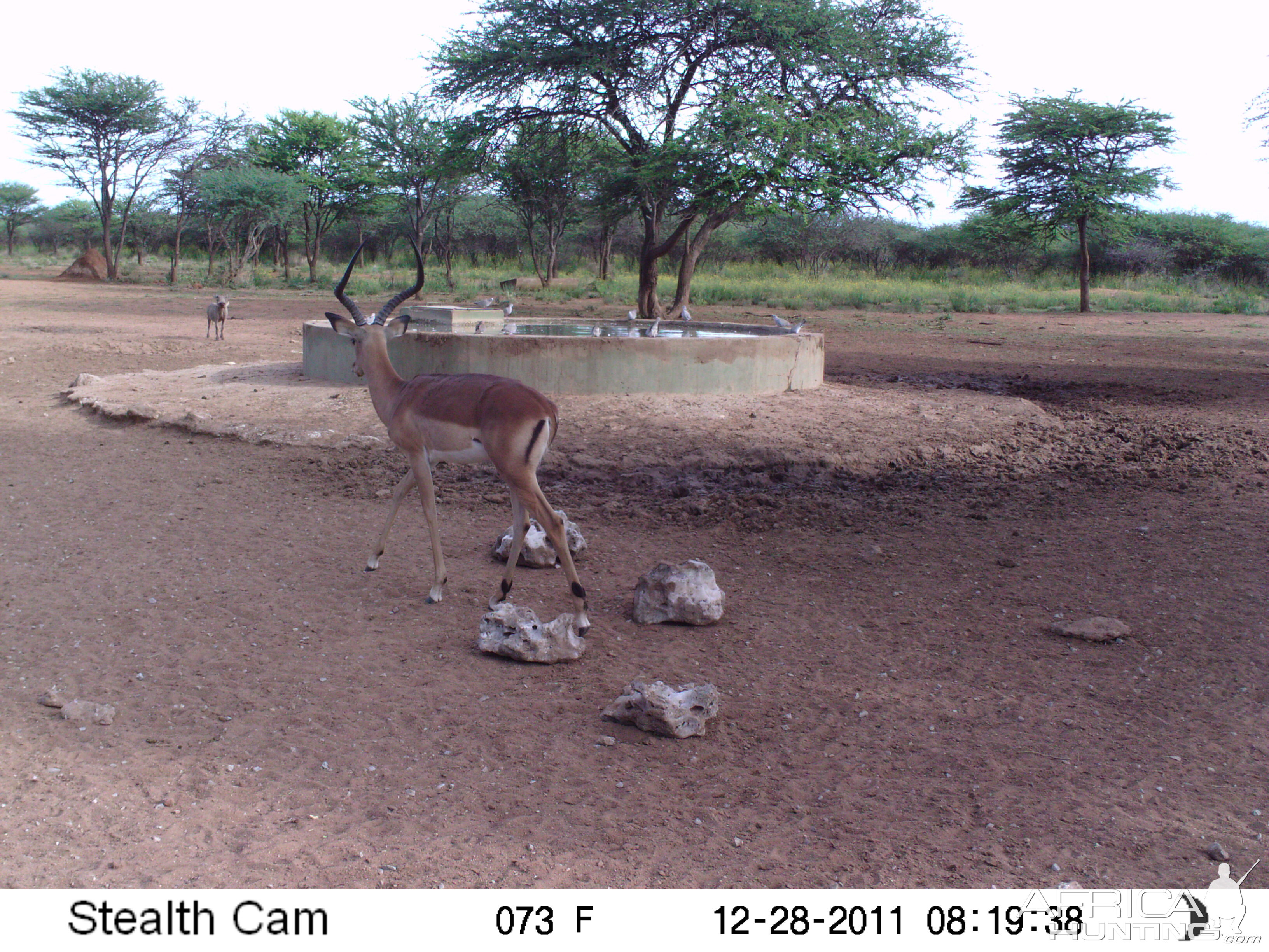 Trail Camera Namibia