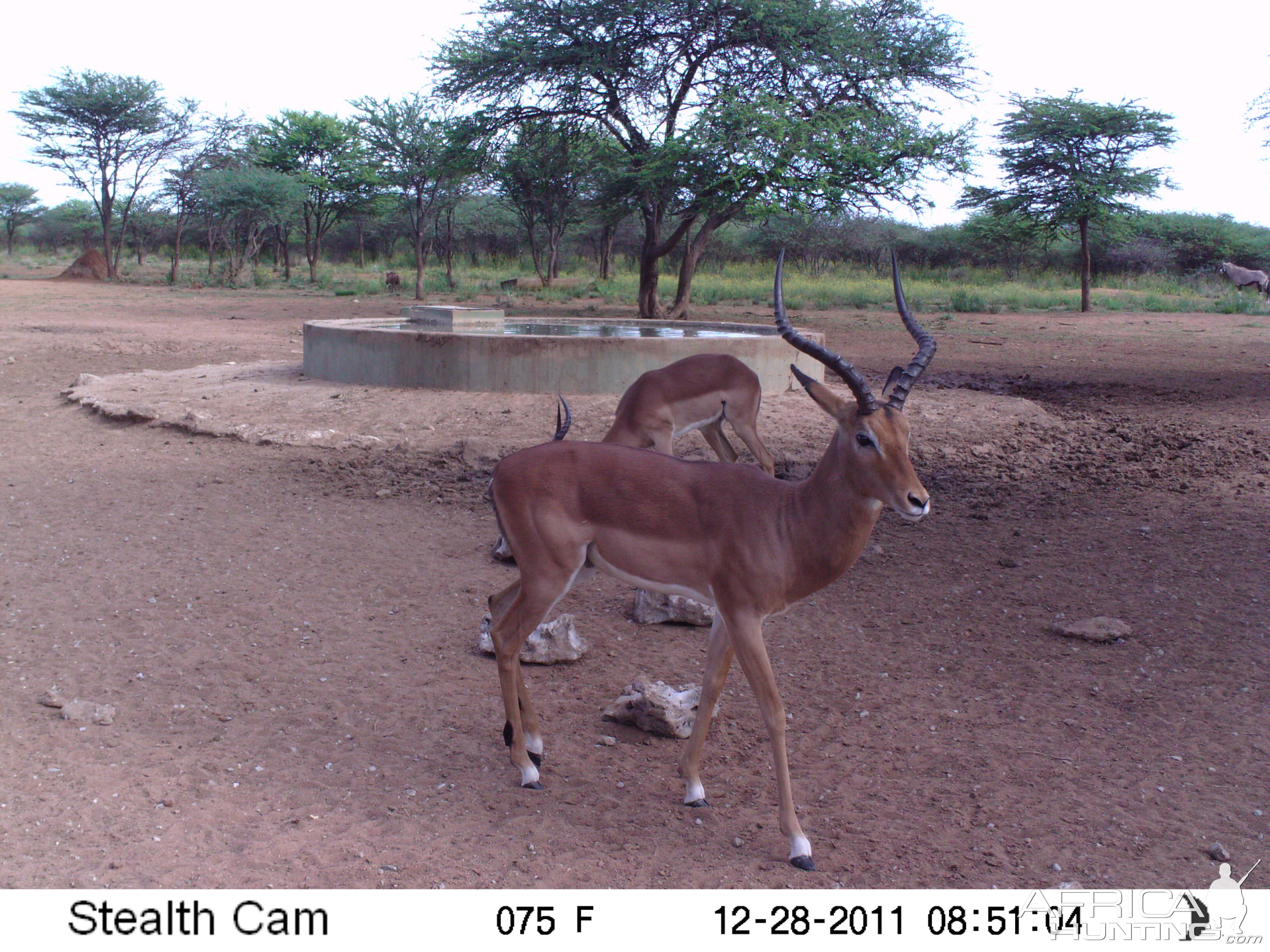 Trail Camera Namibia