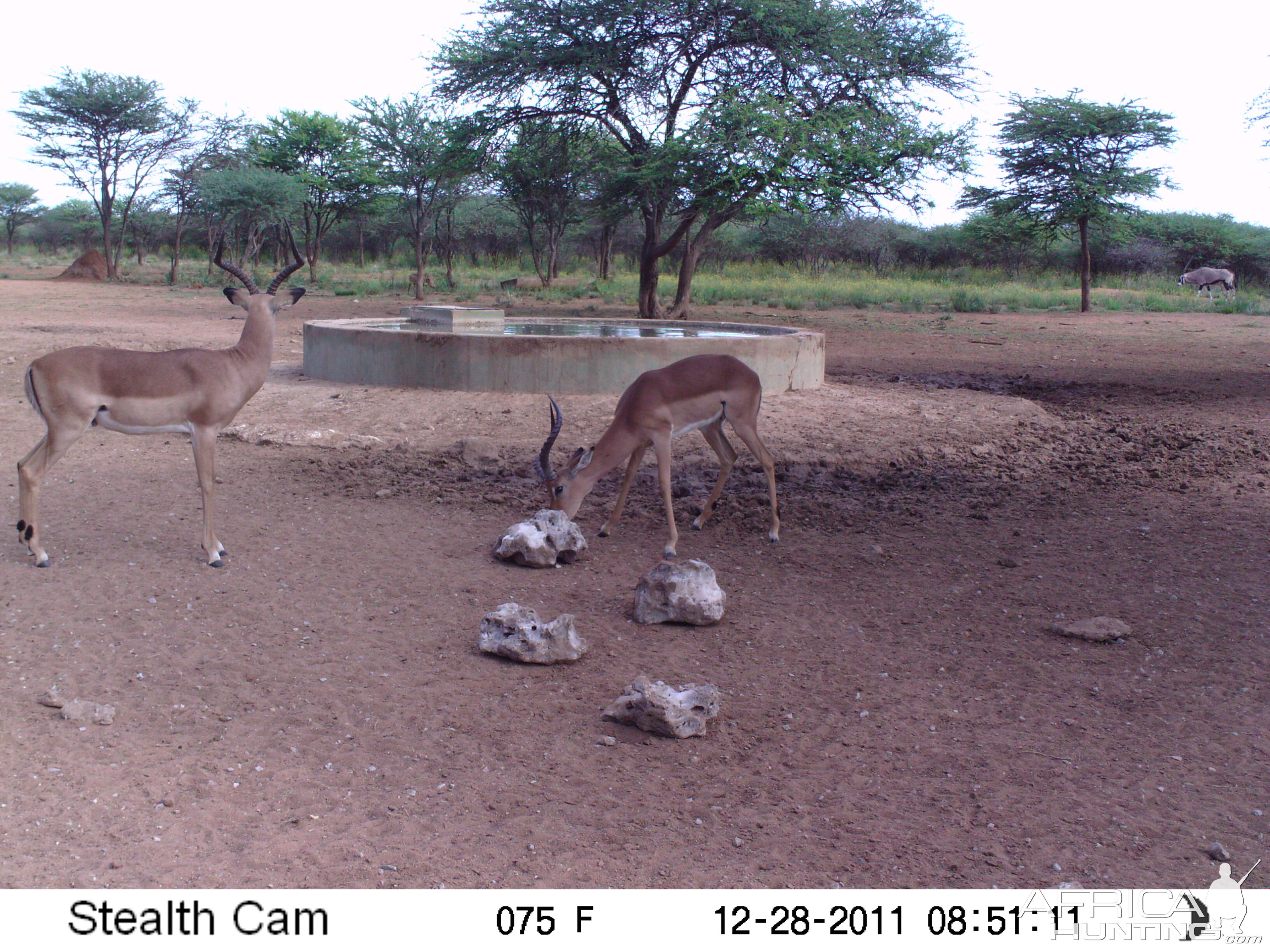 Trail Camera Namibia