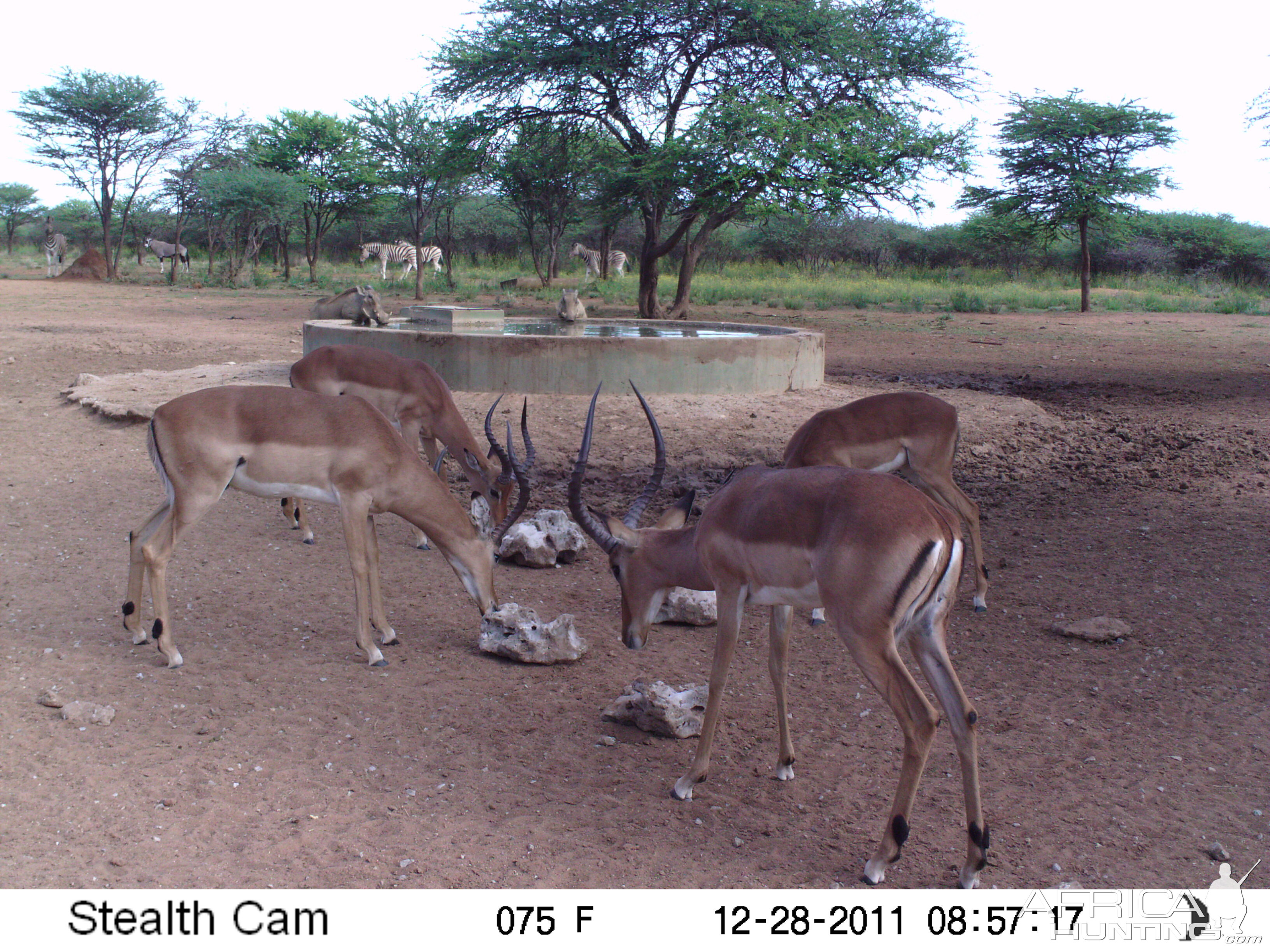 Trail Camera Namibia