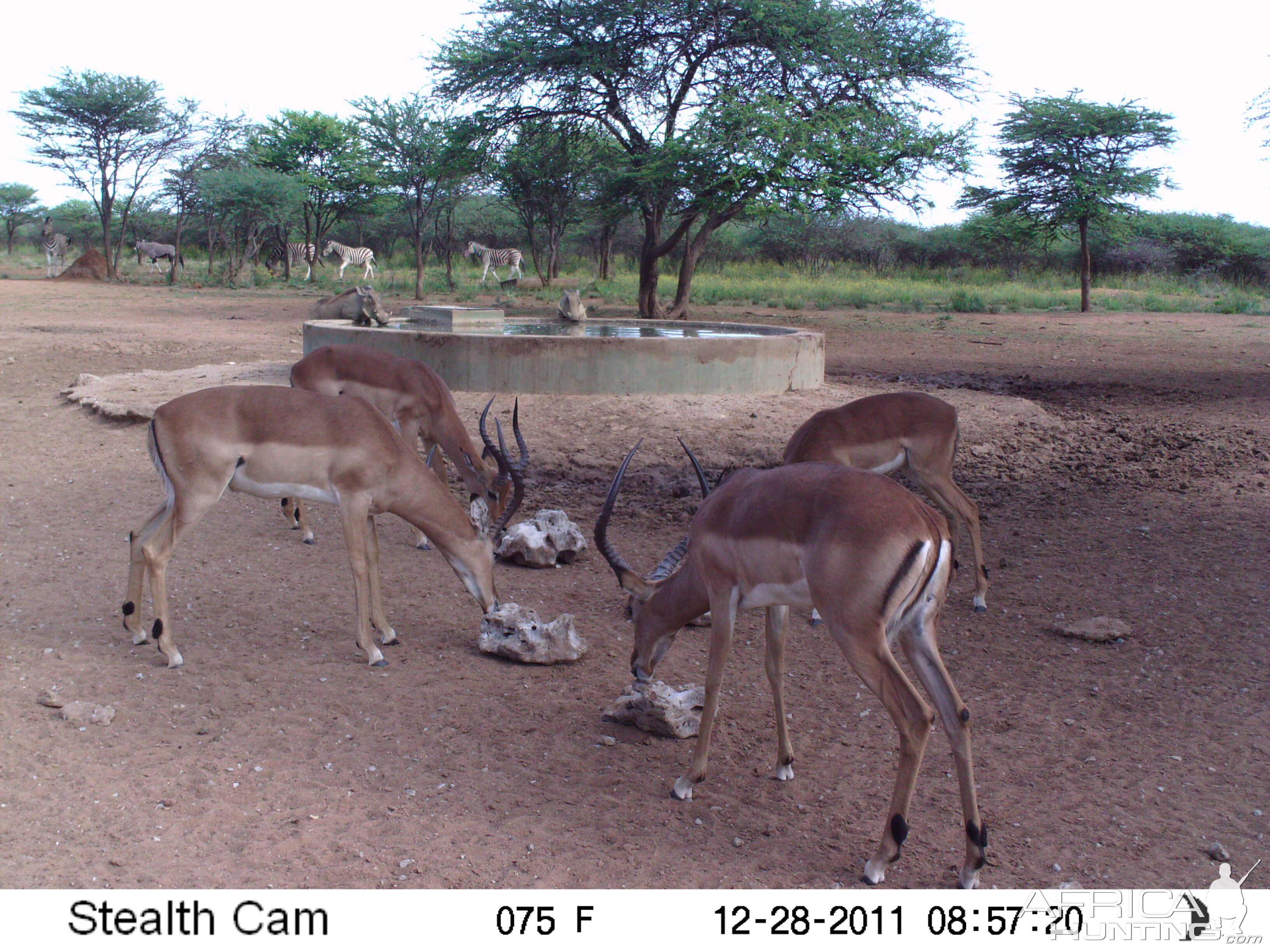 Trail Camera Namibia