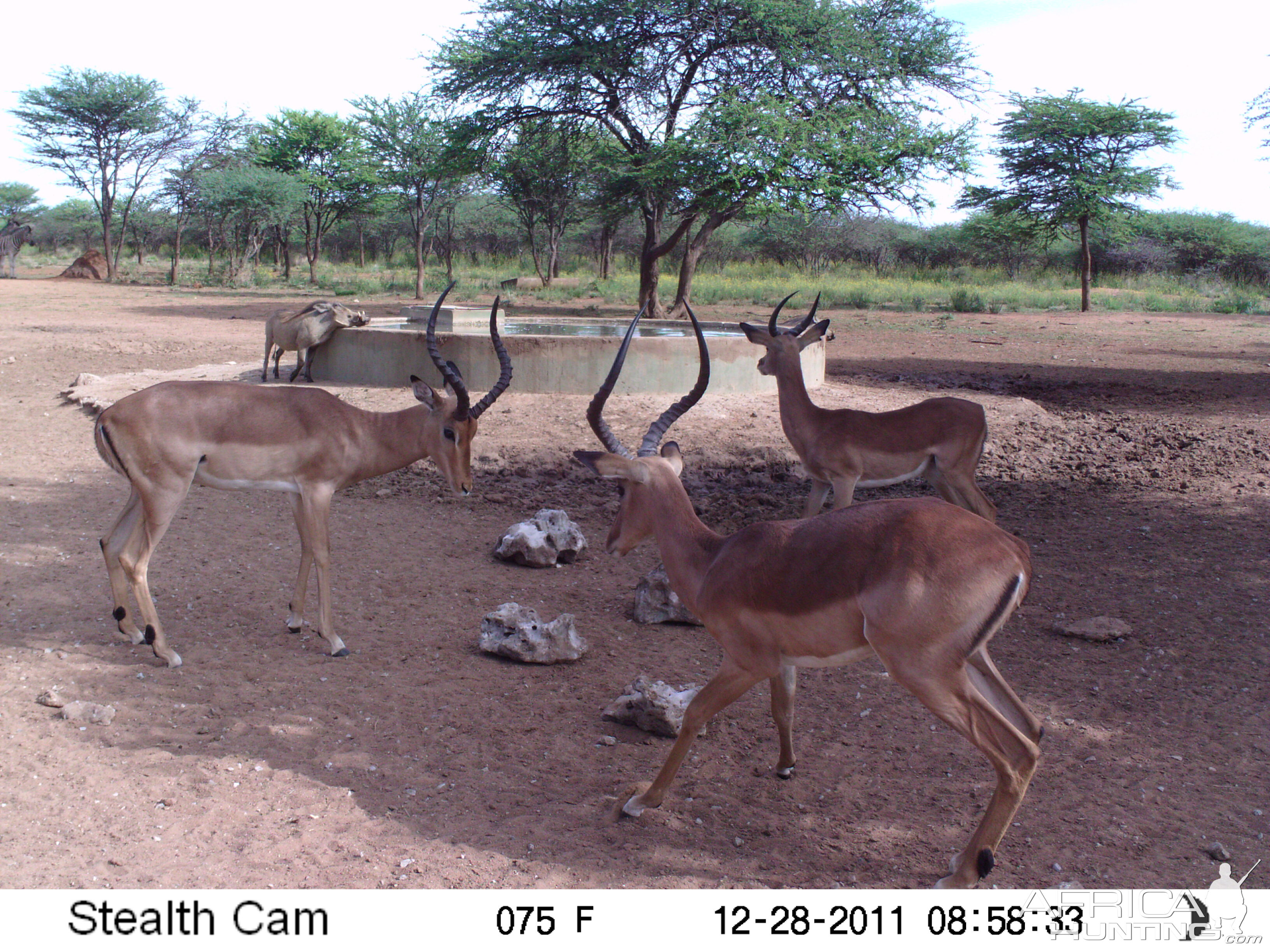 Trail Camera Namibia