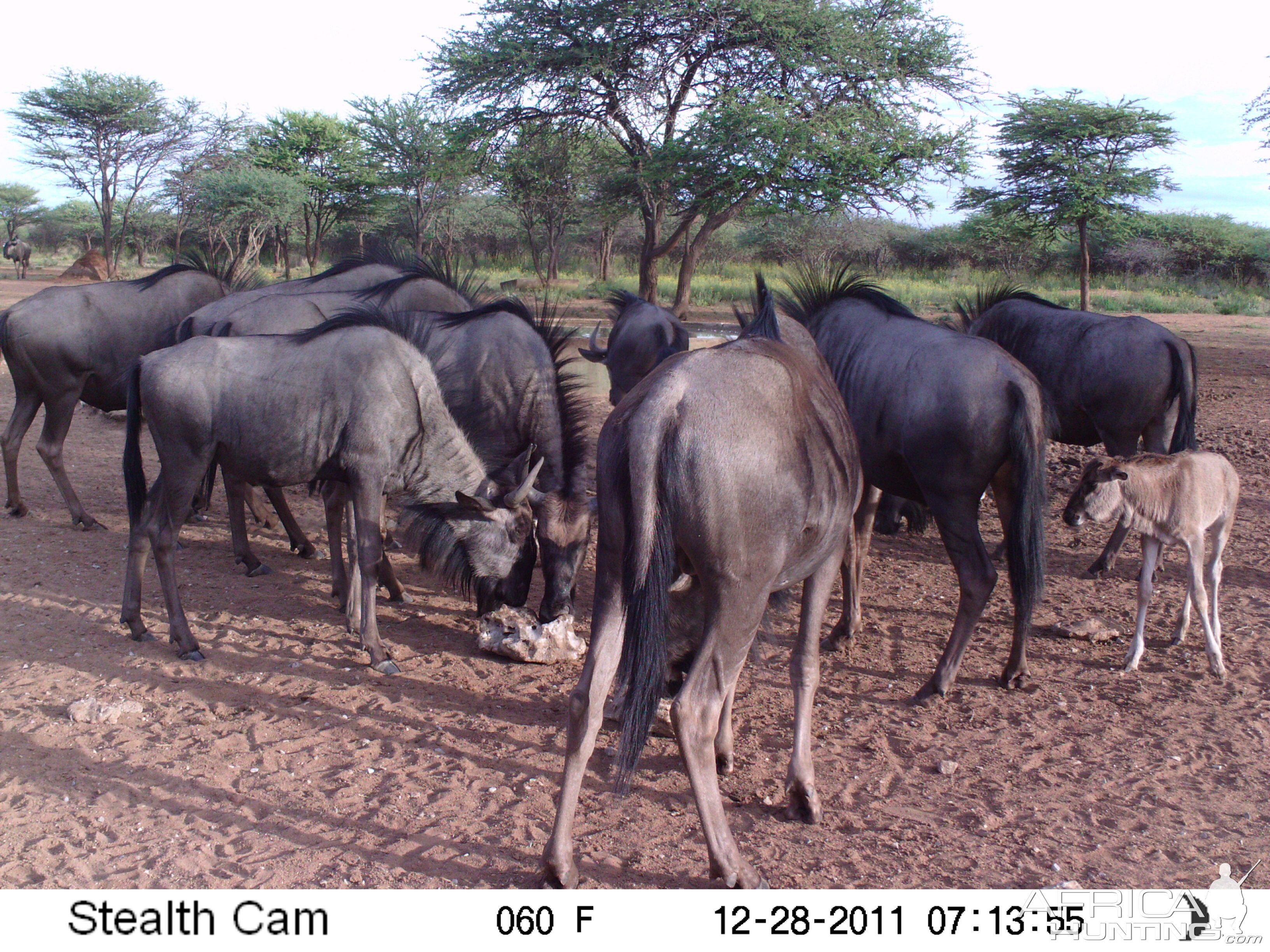 Trail Camera Namibia