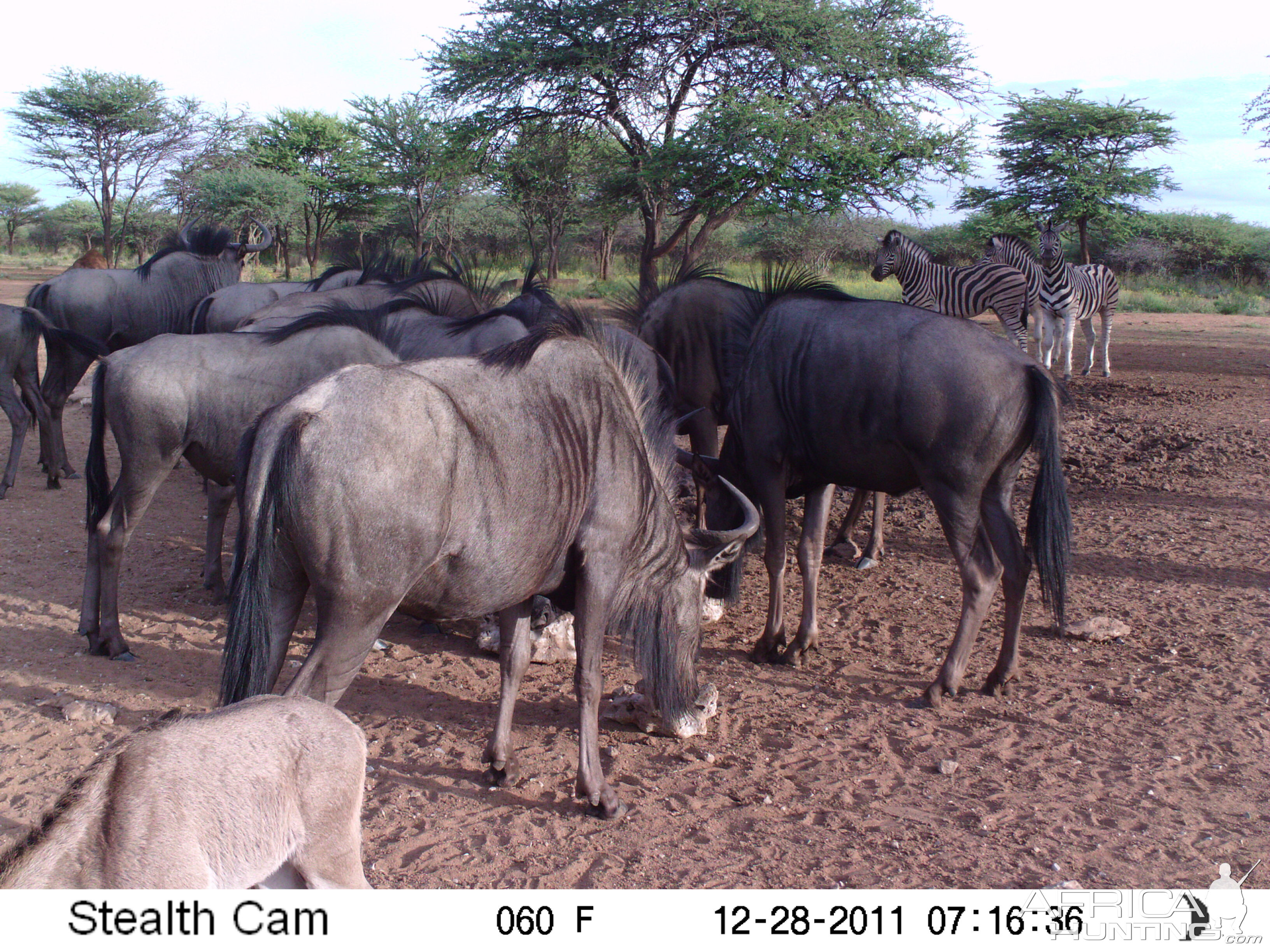 Trail Camera Namibia