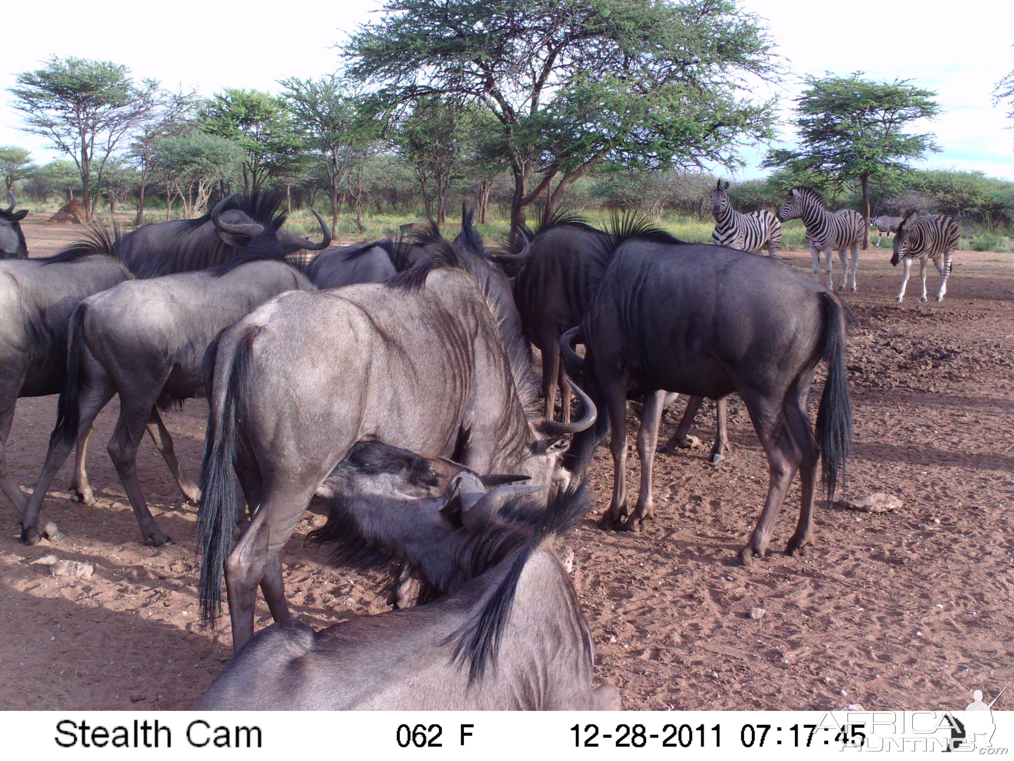 Trail Camera Namibia