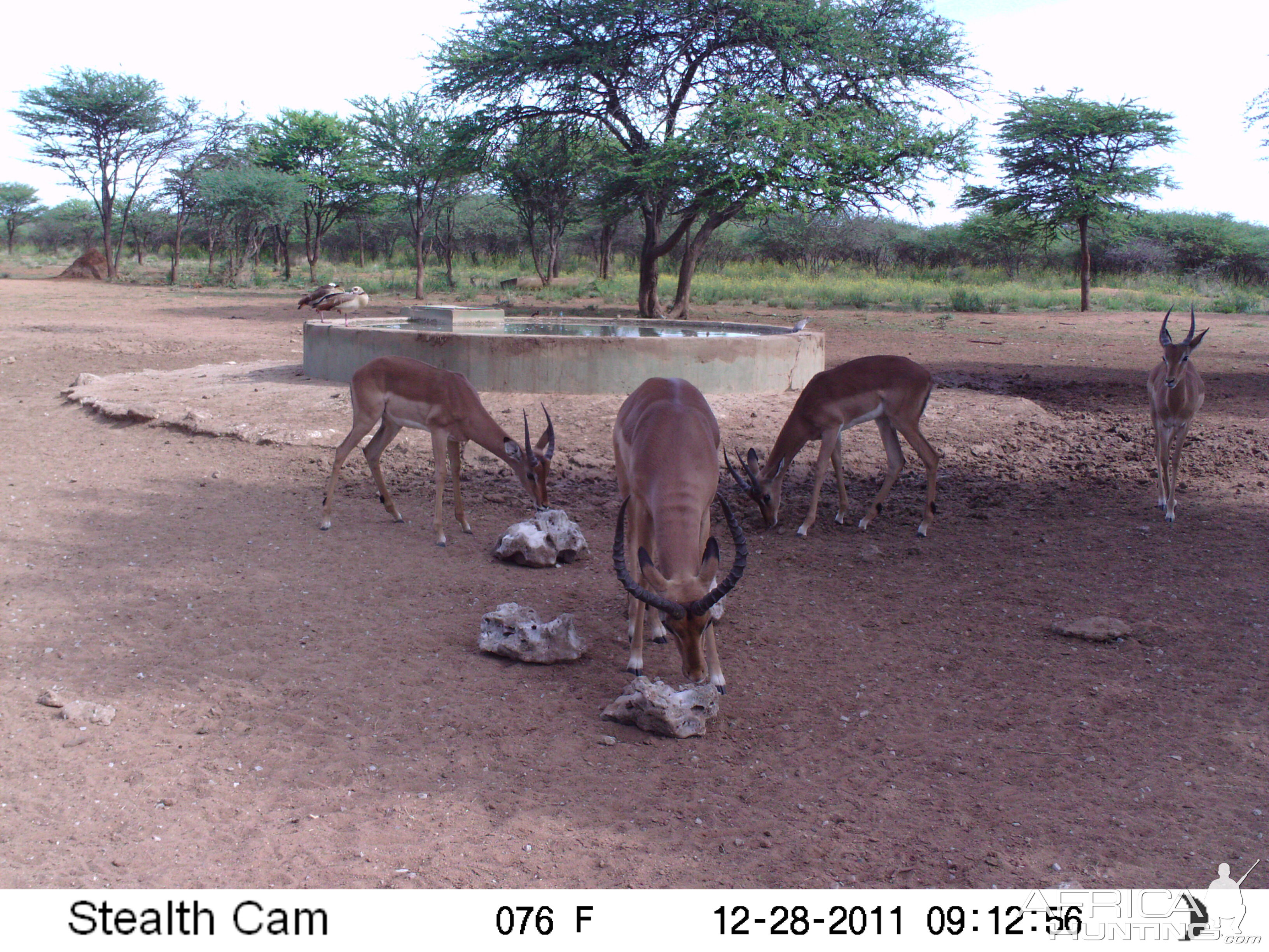 Trail Camera Namibia