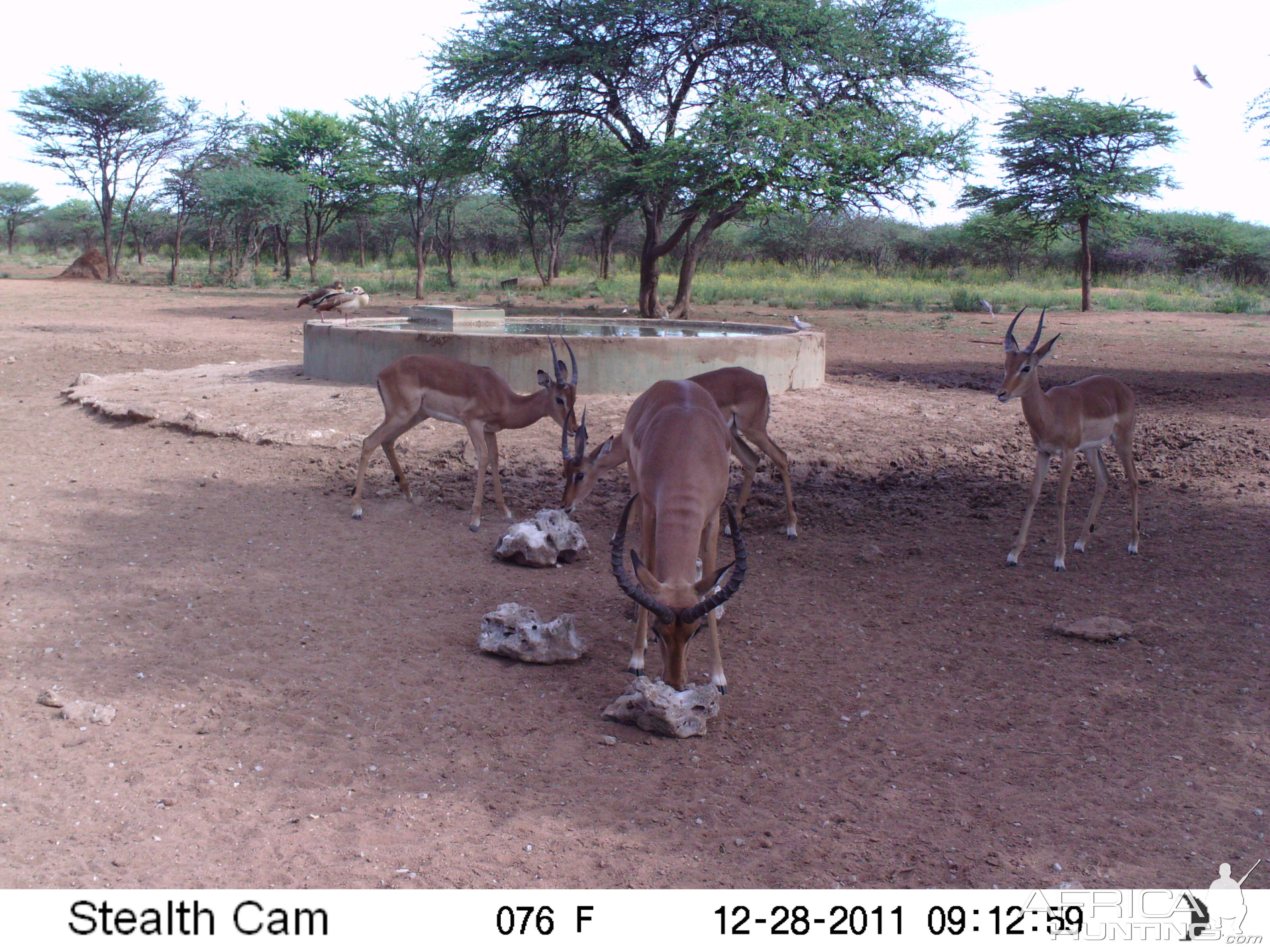 Trail Camera Namibia