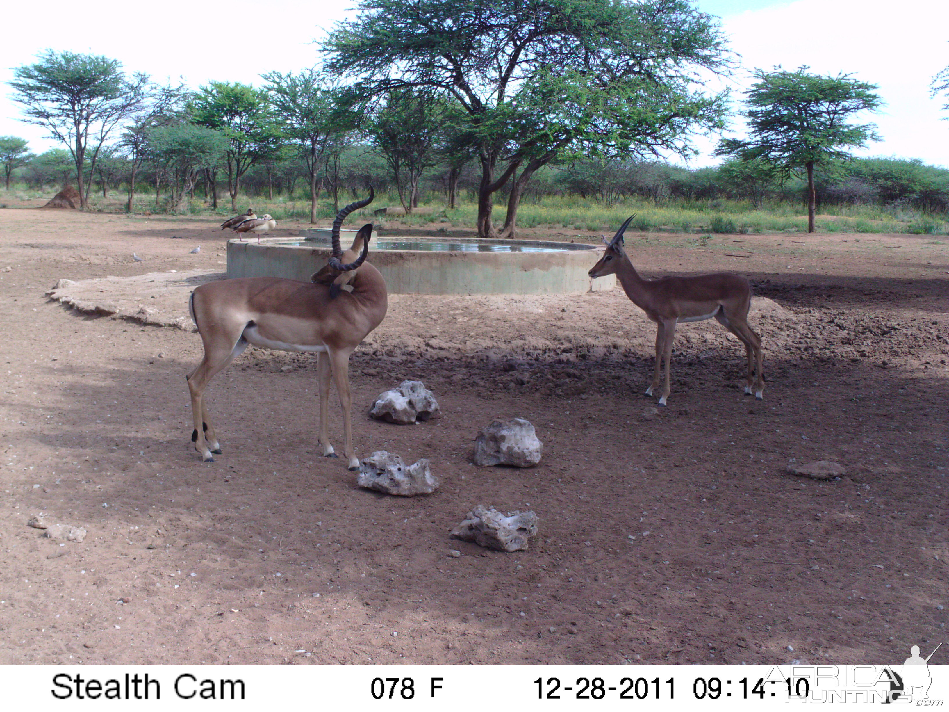 Trail Camera Namibia