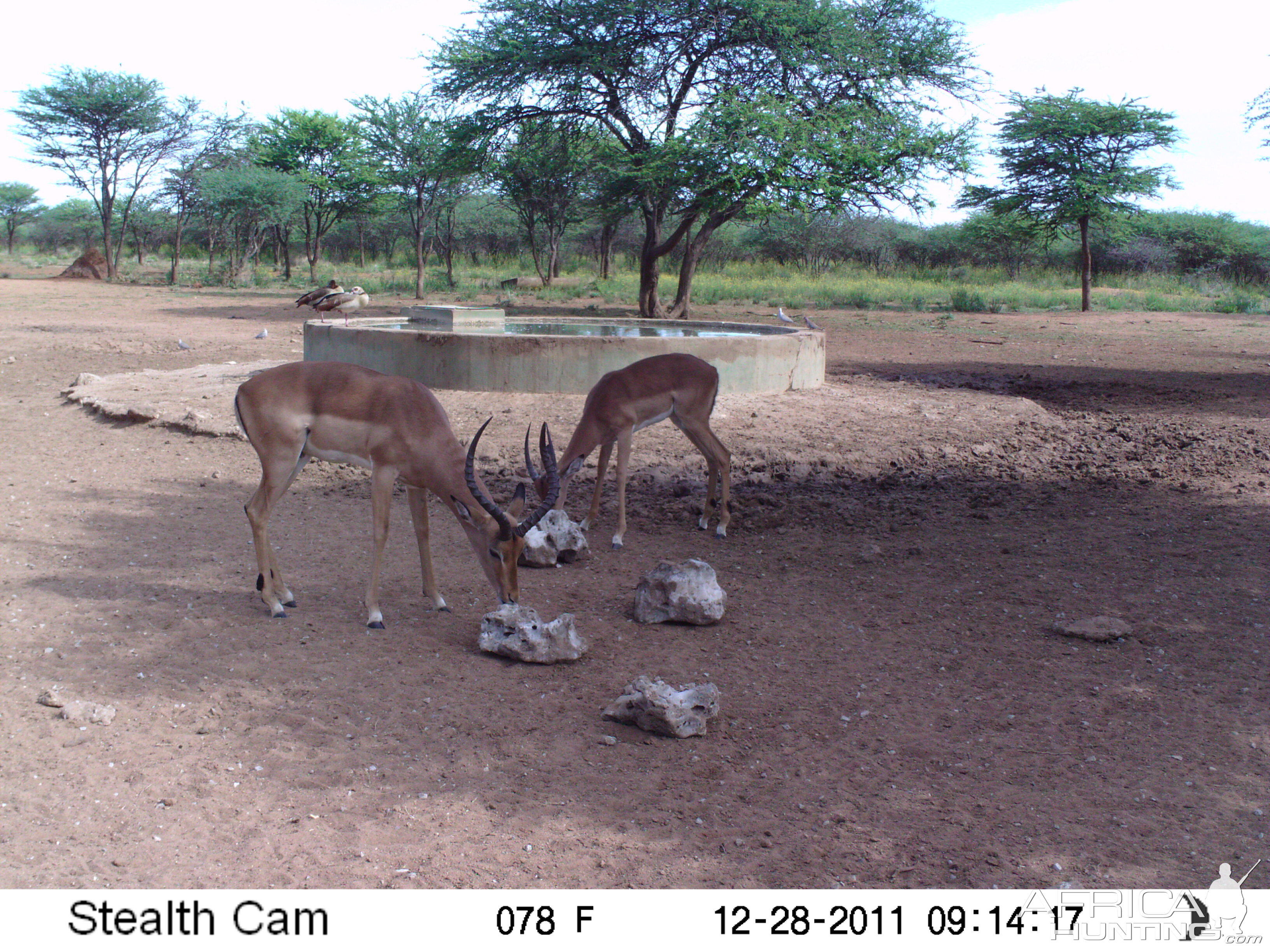 Trail Camera Namibia