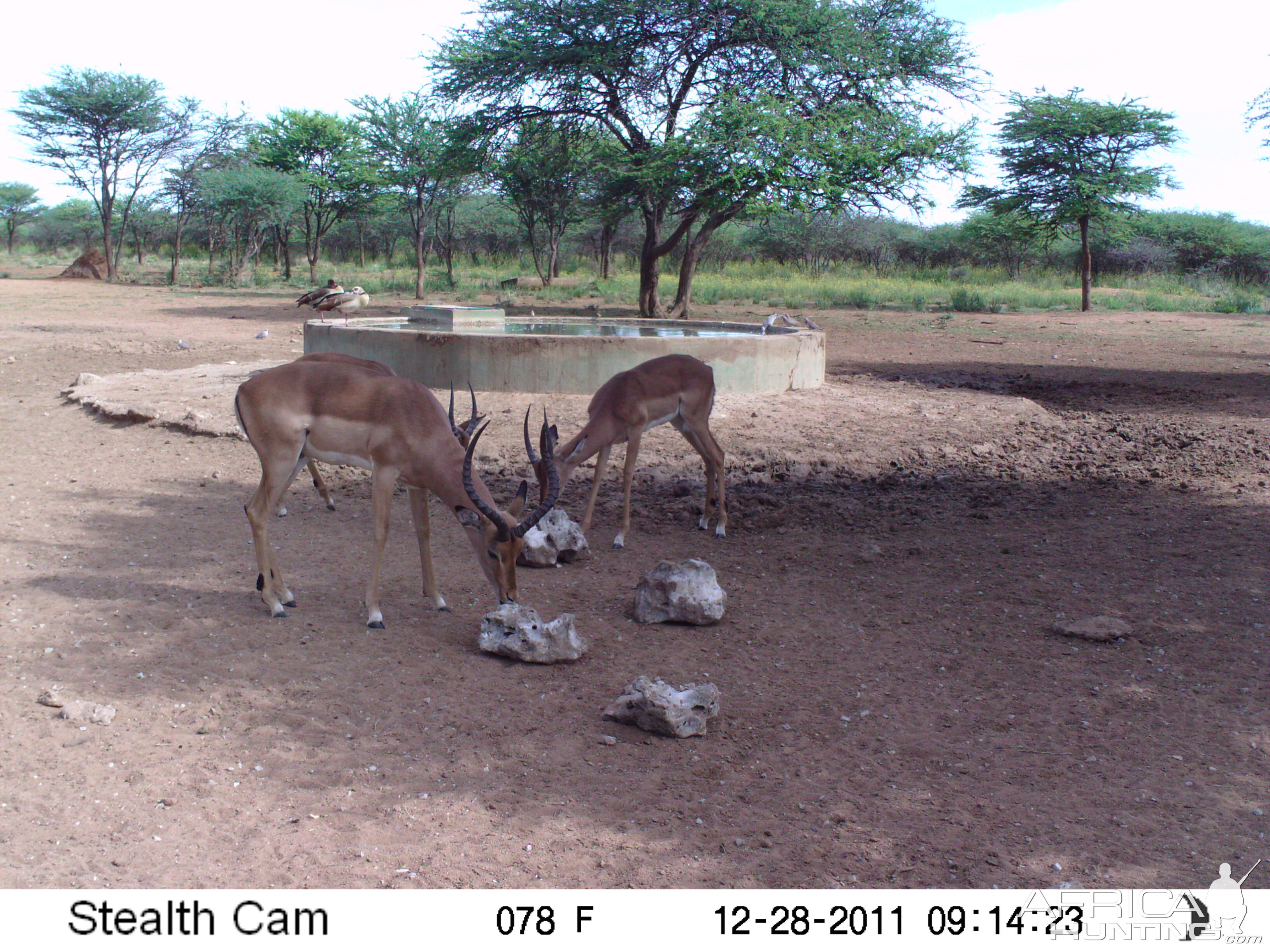 Trail Camera Namibia