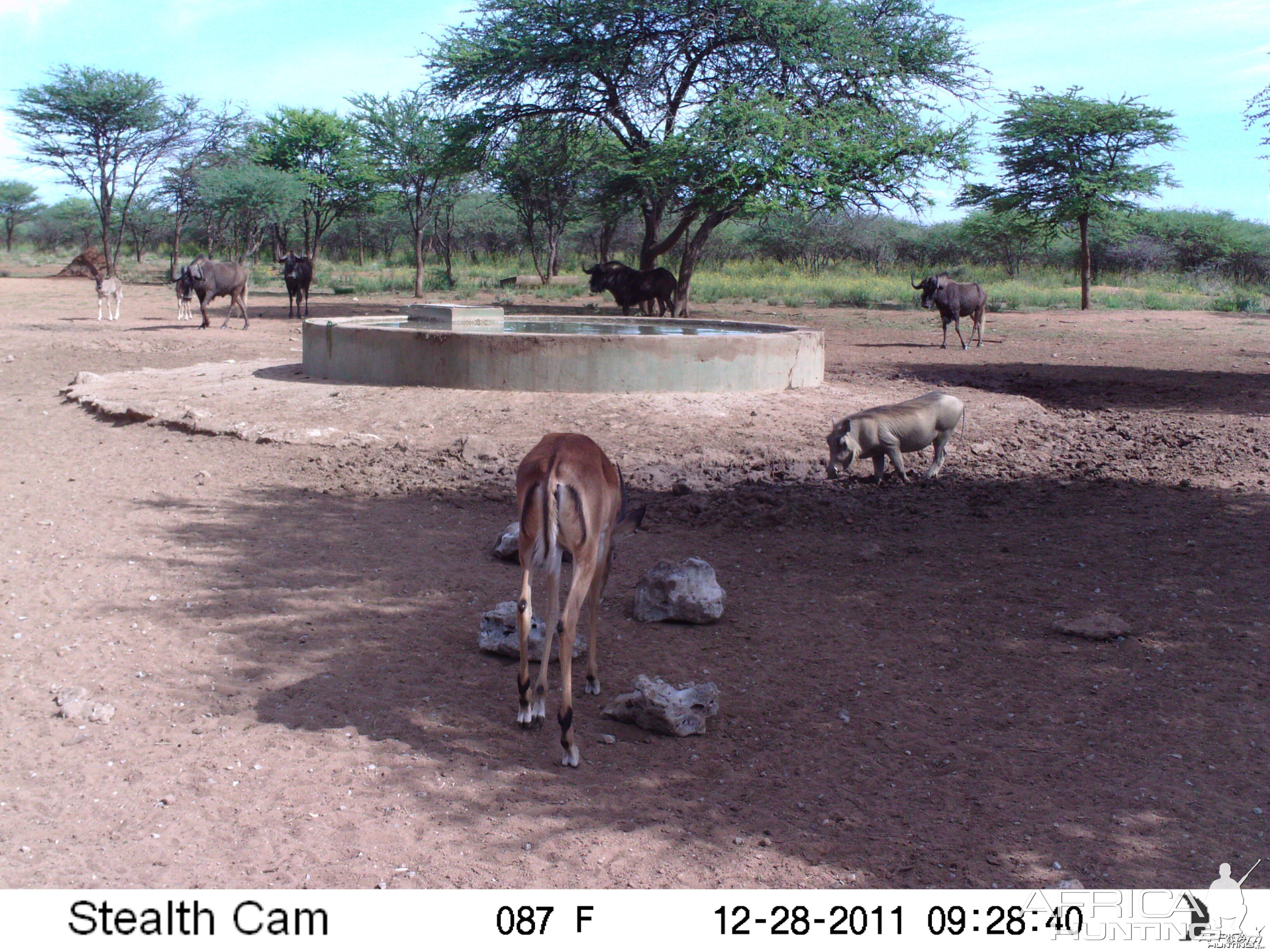 Trail Camera Namibia