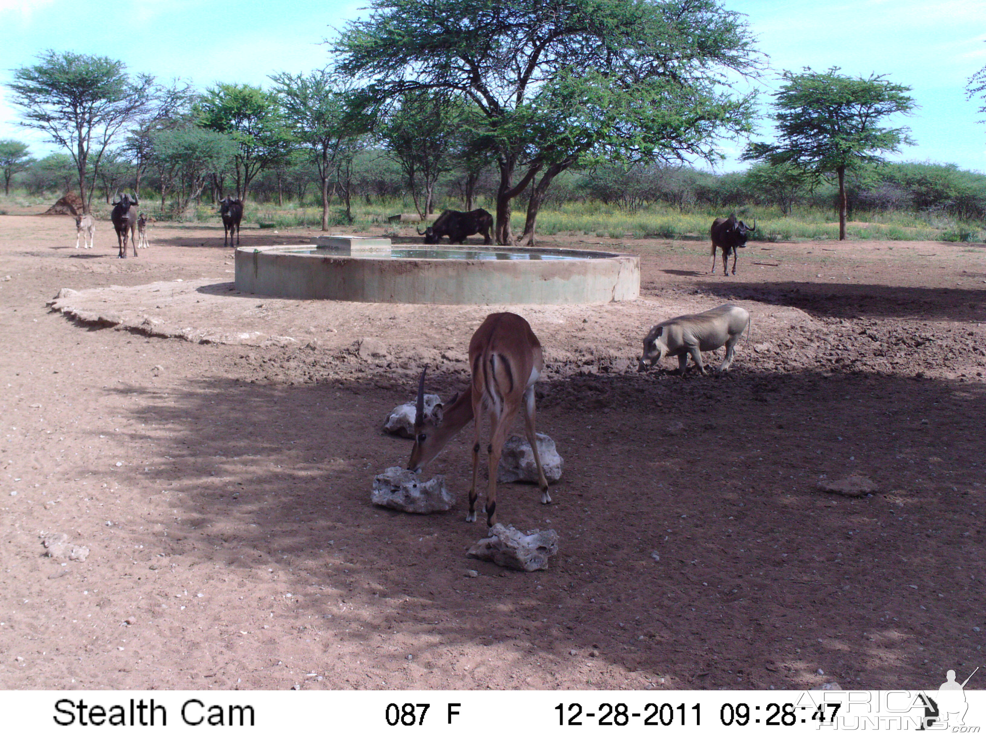 Trail Camera Namibia