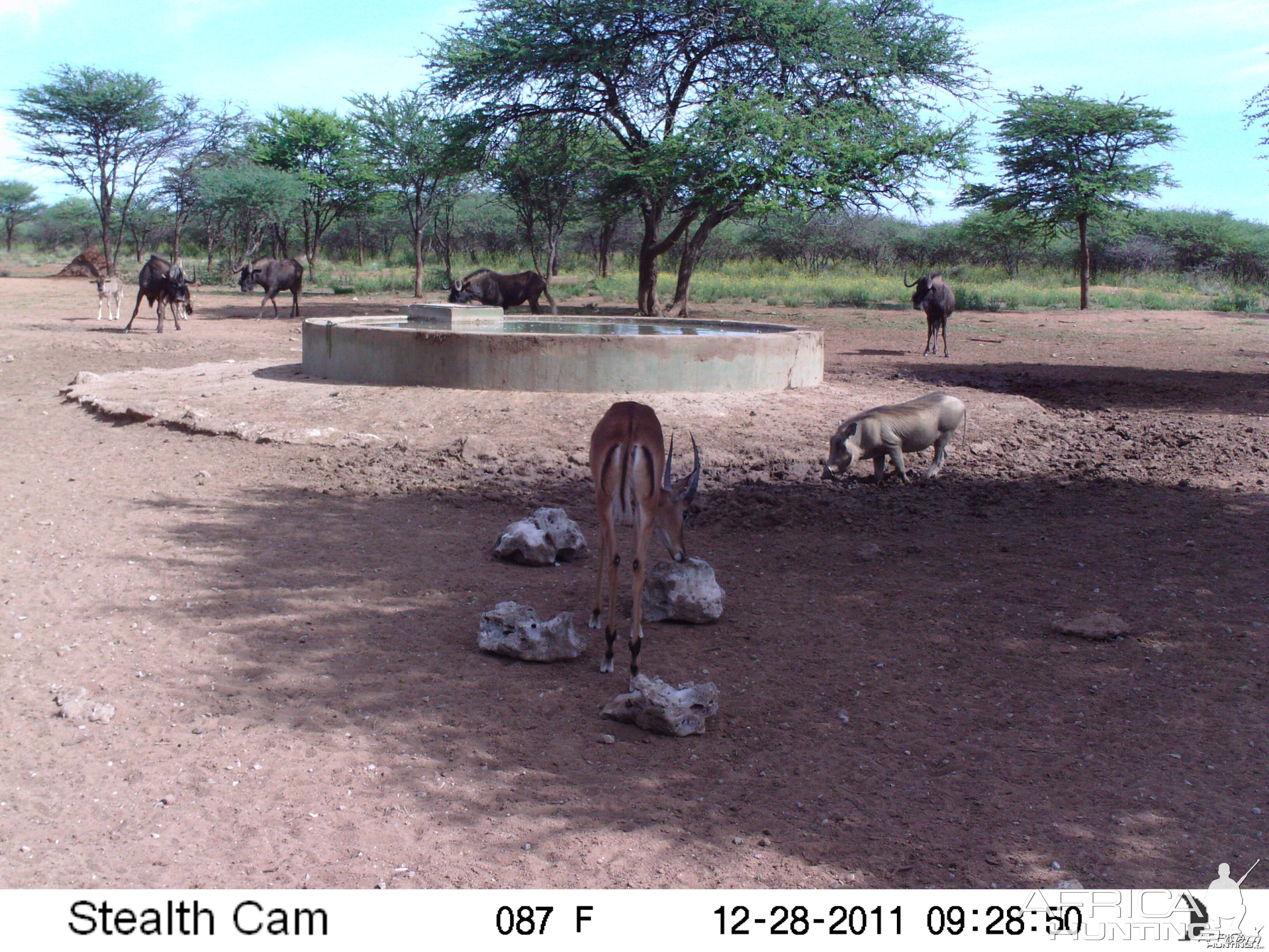 Trail Camera Namibia